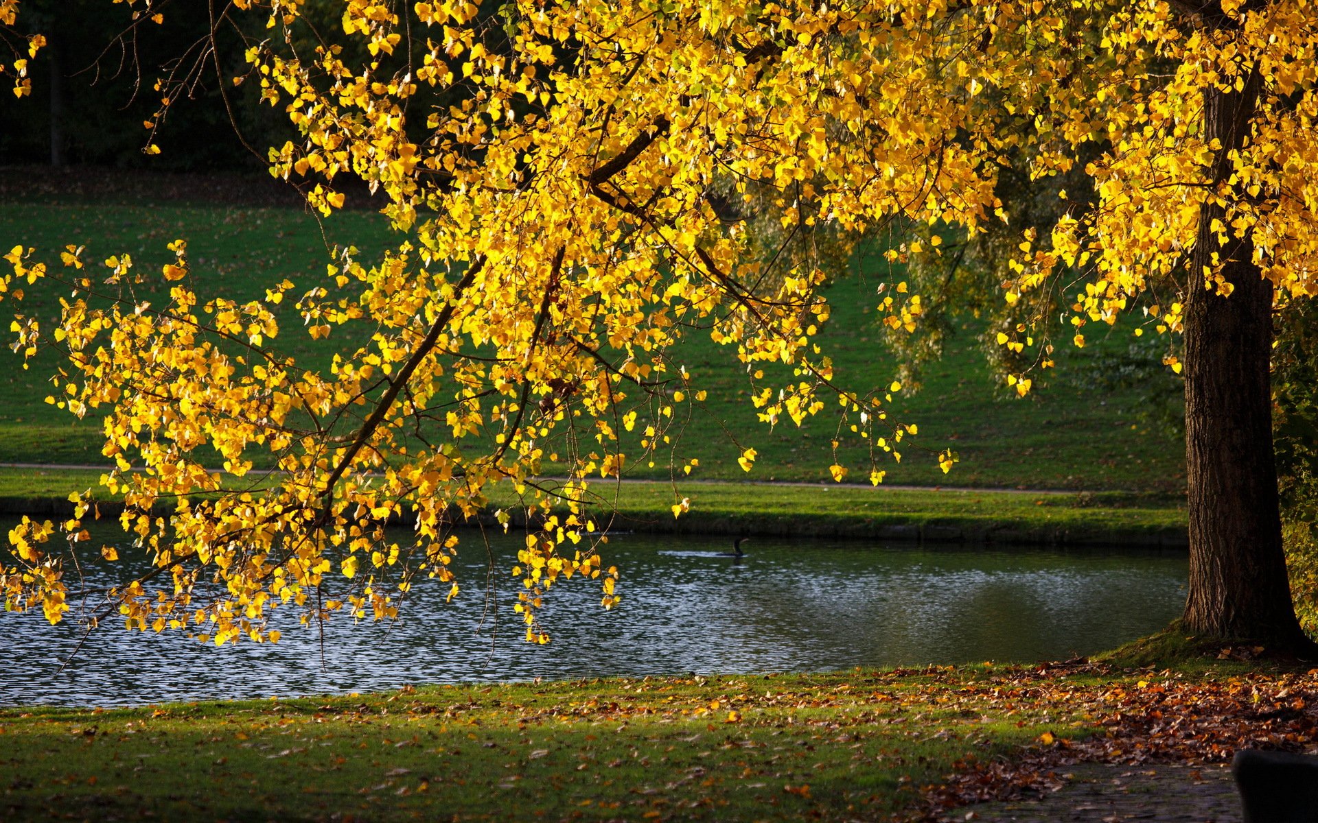 parc nature automne