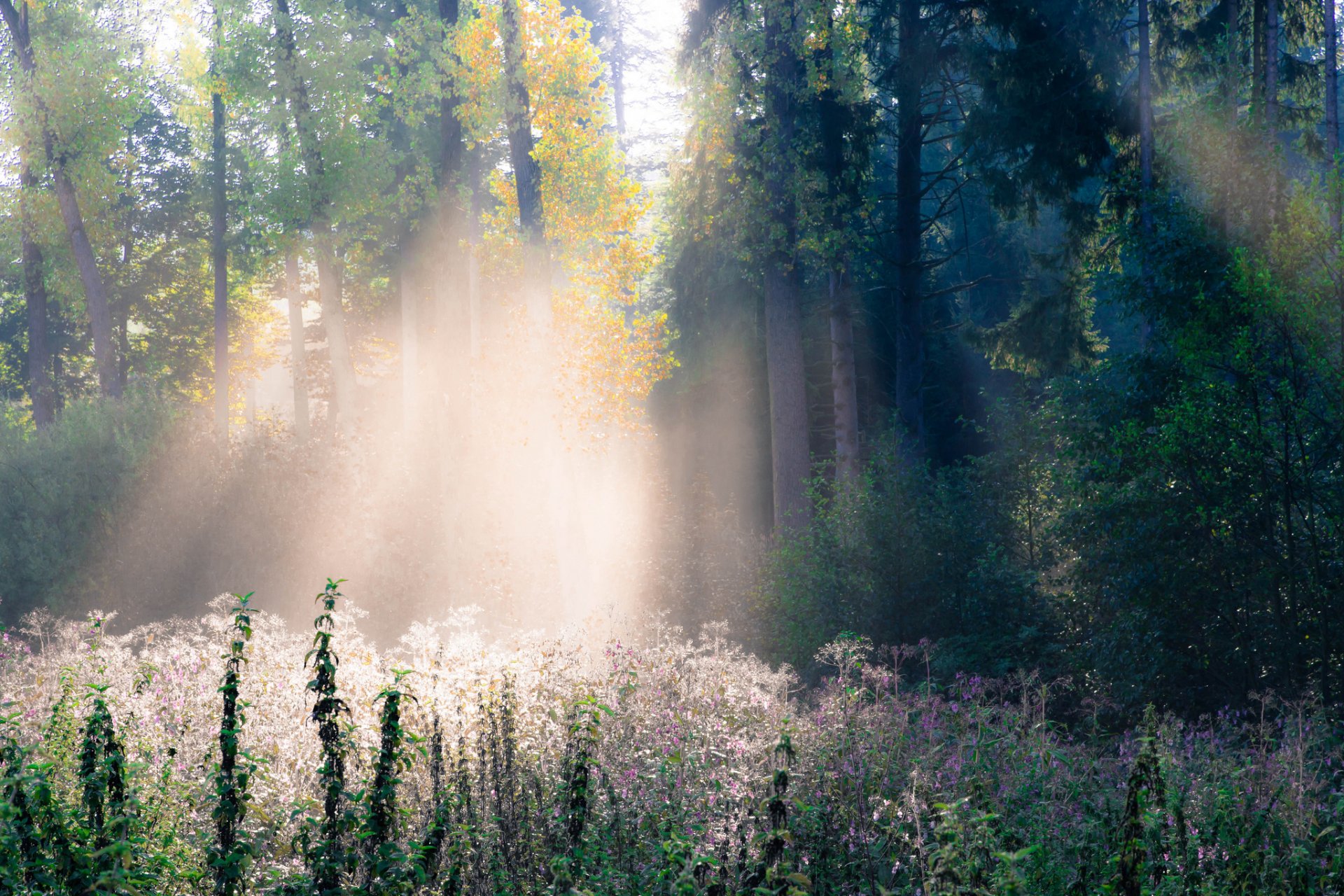 forêt automne herbe arbres rayons lumière