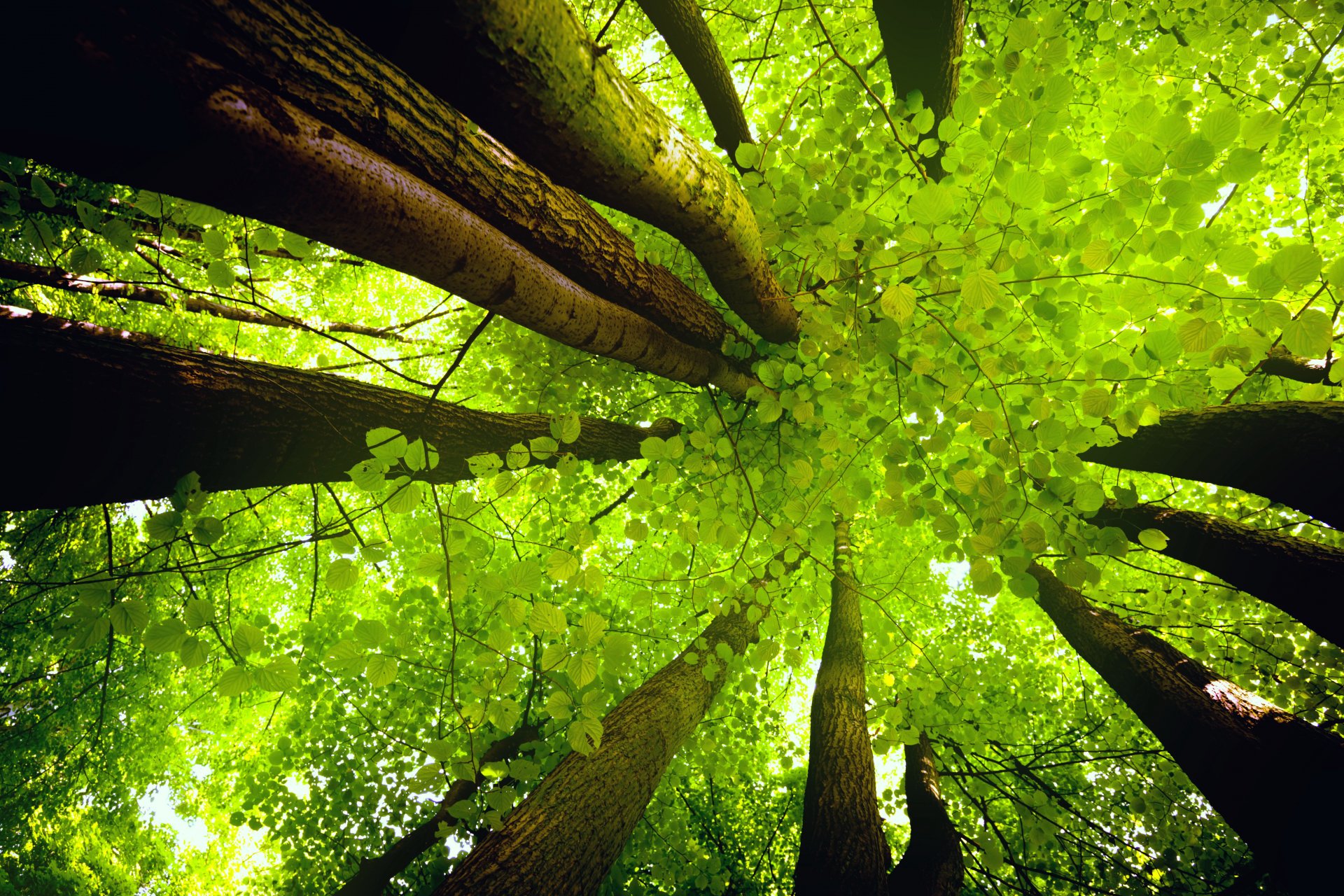 ciel couronne arbres tronc feuilles lumière