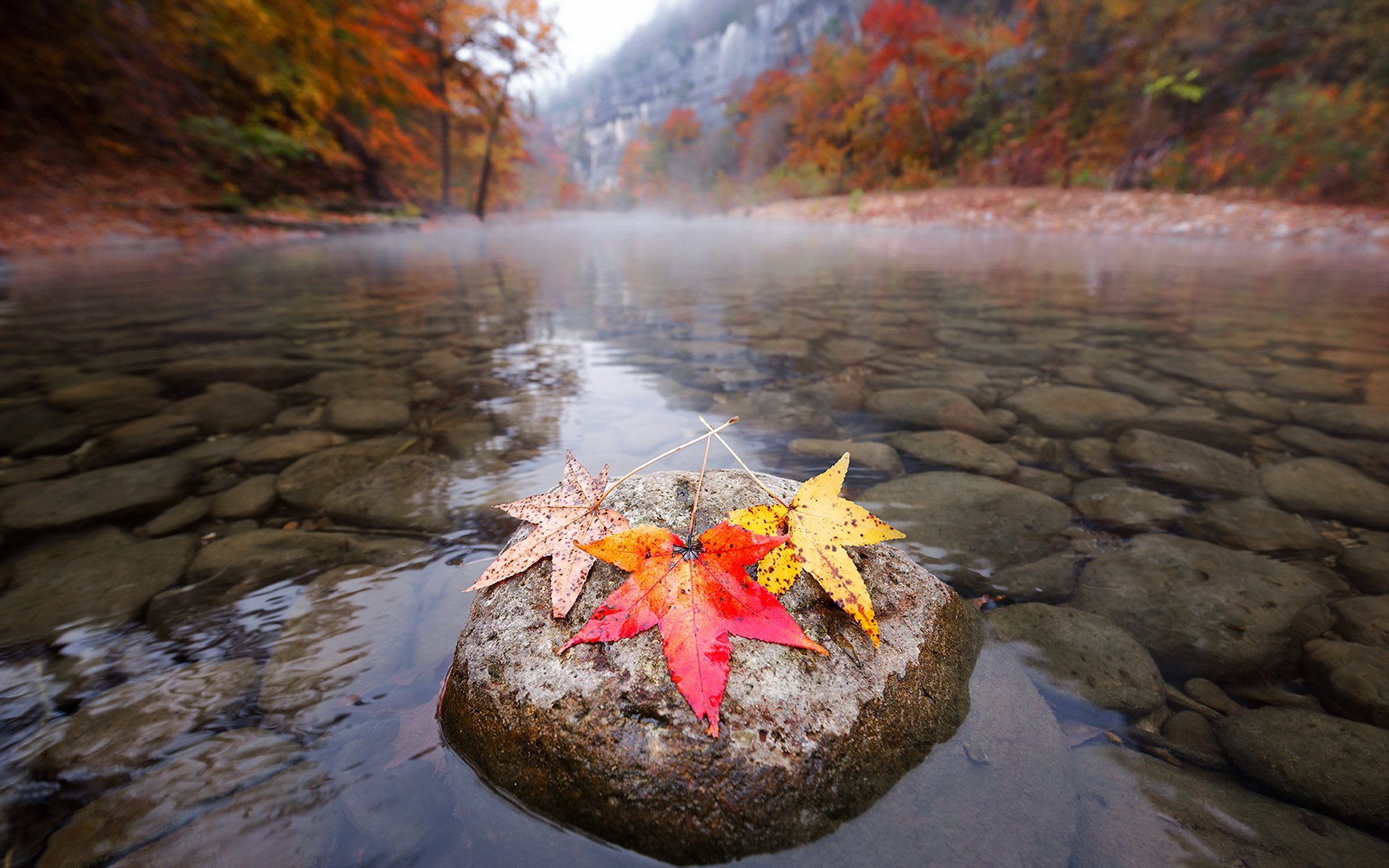 rivière feuilles automne