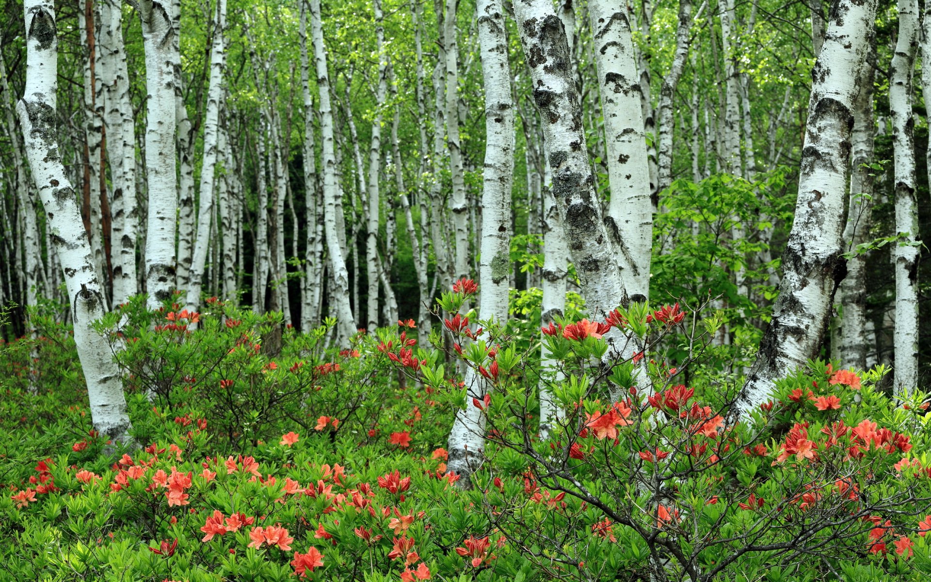 bosquet nature