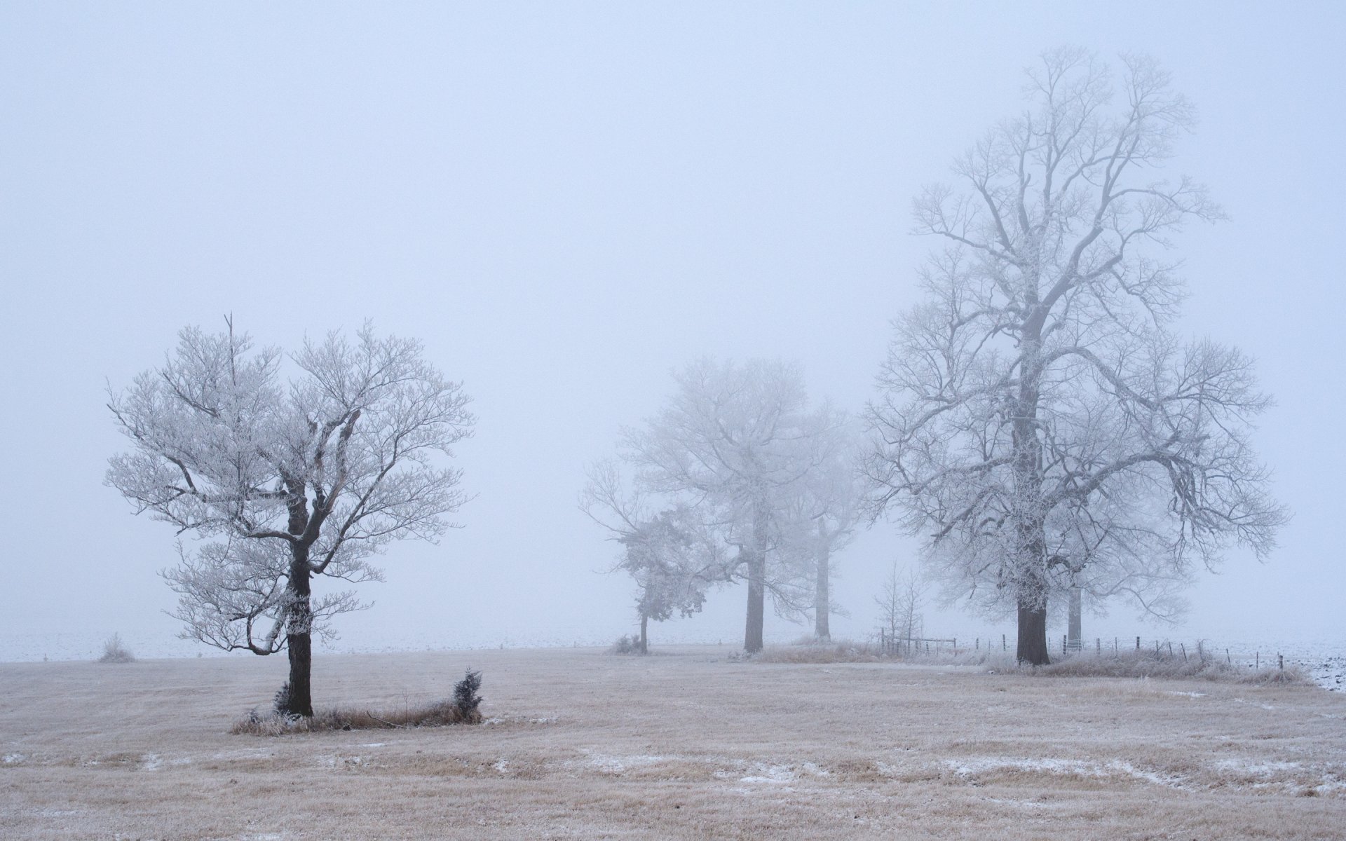 tree frost morning