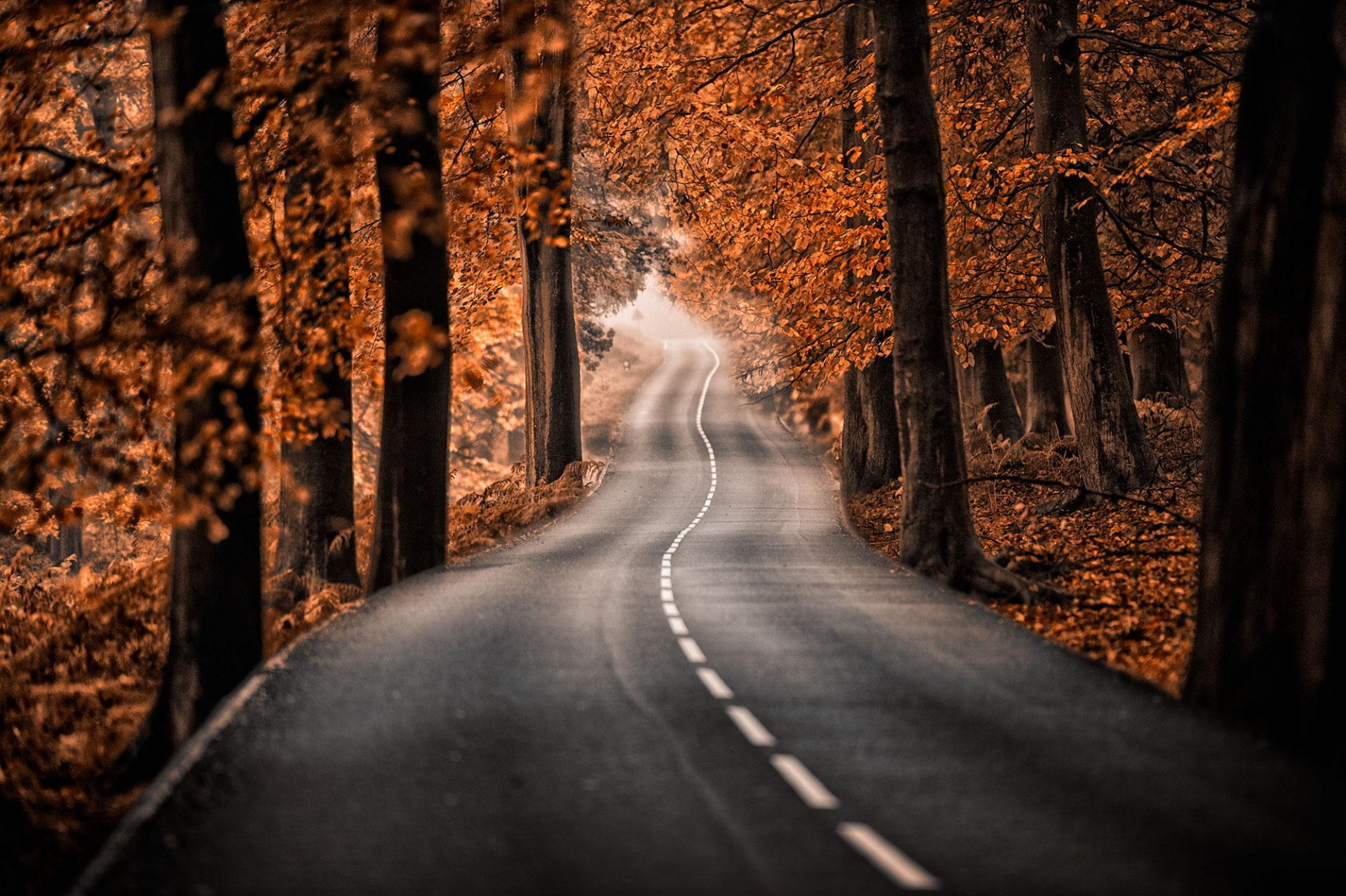 strada alberi autunno foresta parco natura