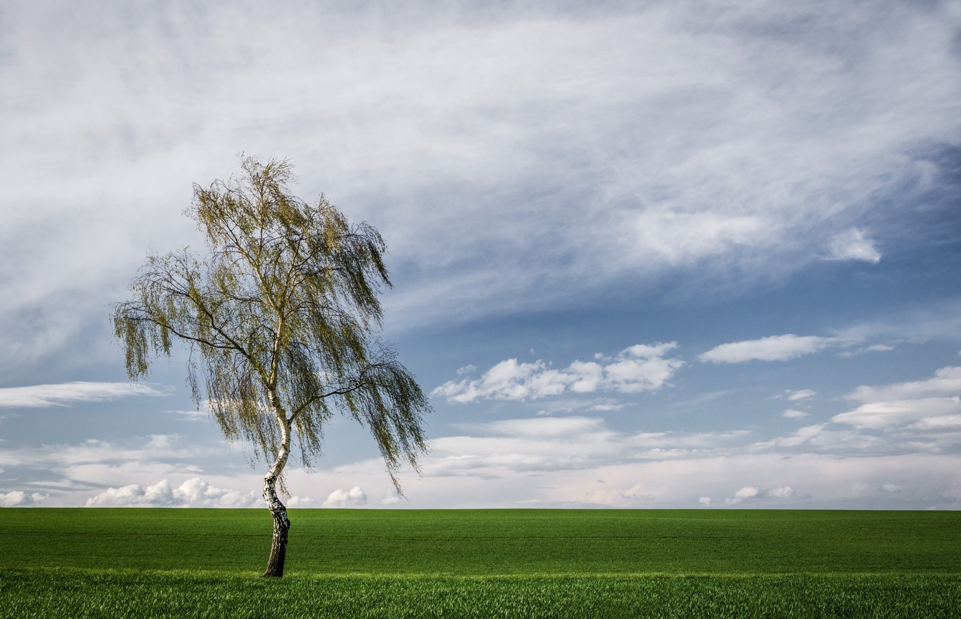 tree the field