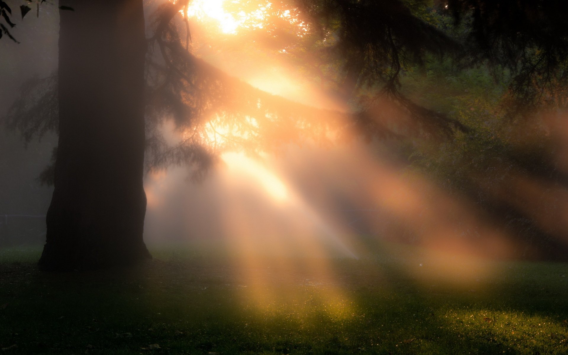 mattina legno nebbia natura