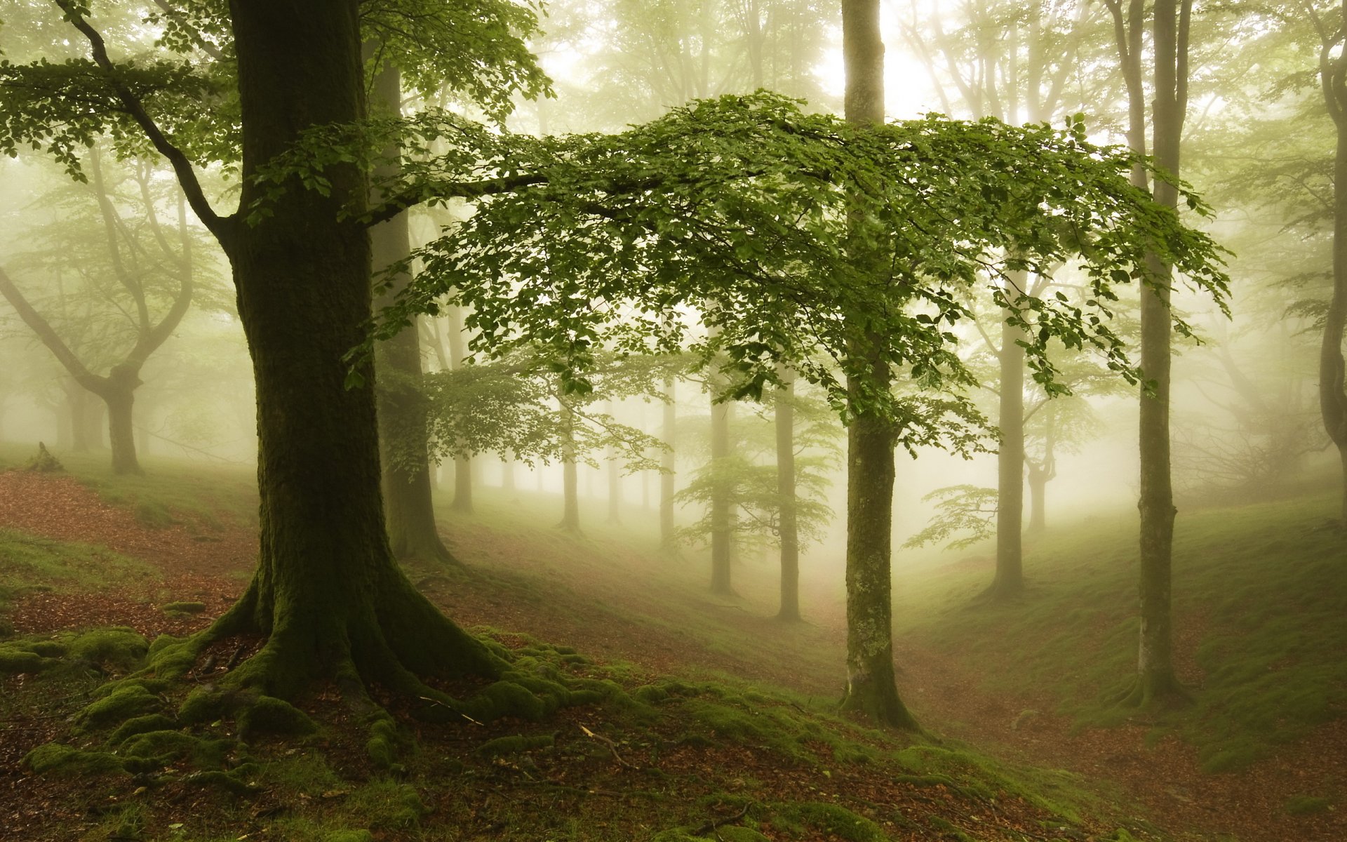 bosque niebla naturaleza