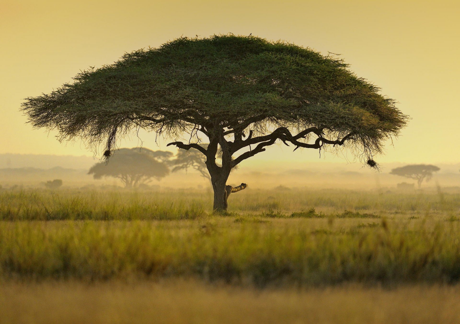 umbrella asasia tree kenya africa