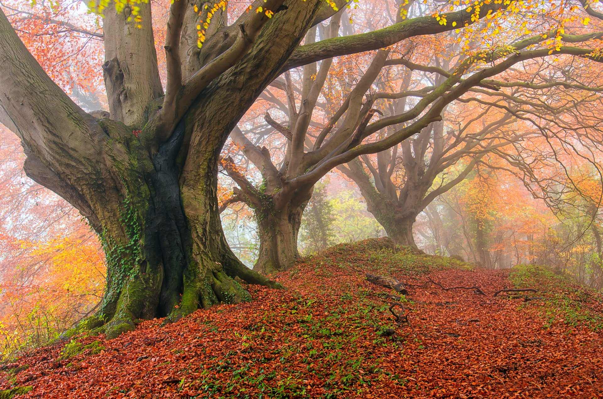 wald herbst nebel