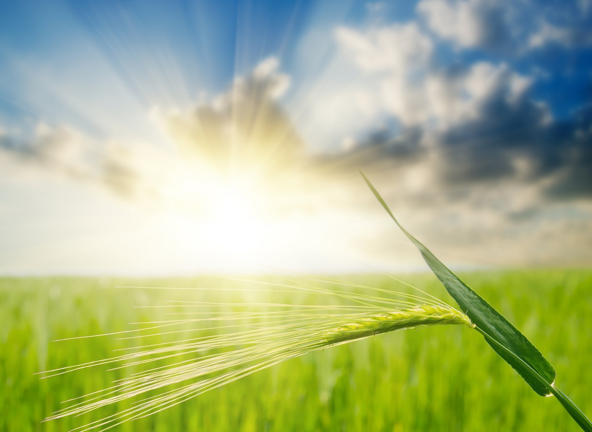 orecchio luce campo nuvola segale