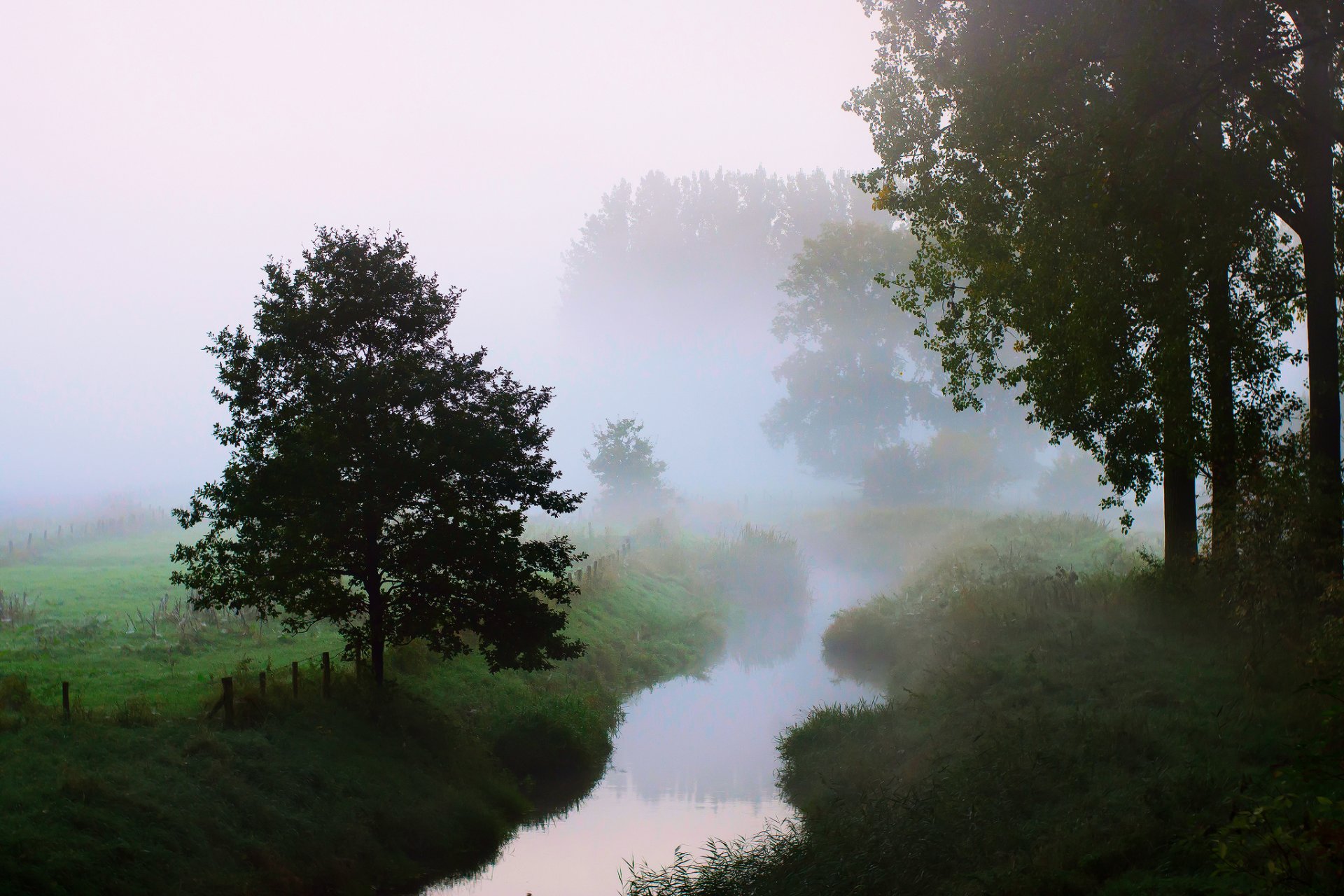 nature matin rivière arbres brouillard