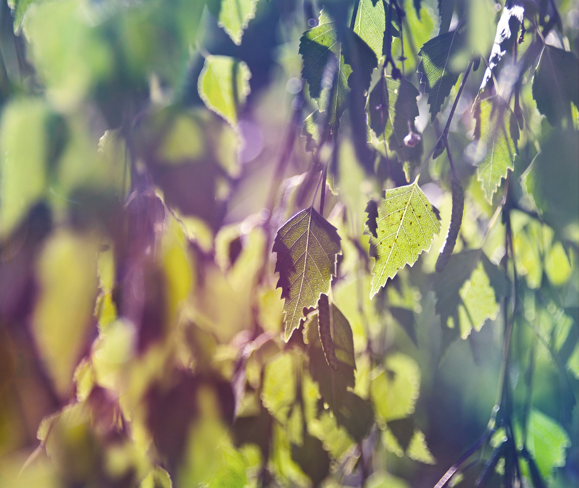 arbre feuilles