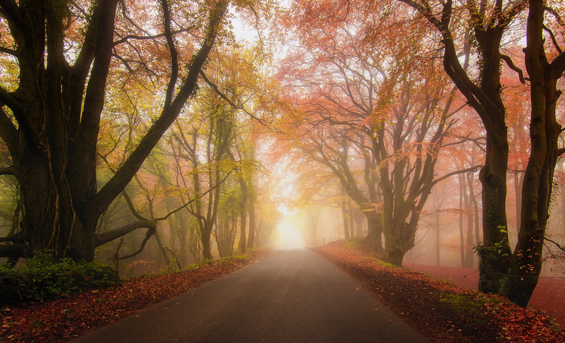 forêt parc route brouillard automne