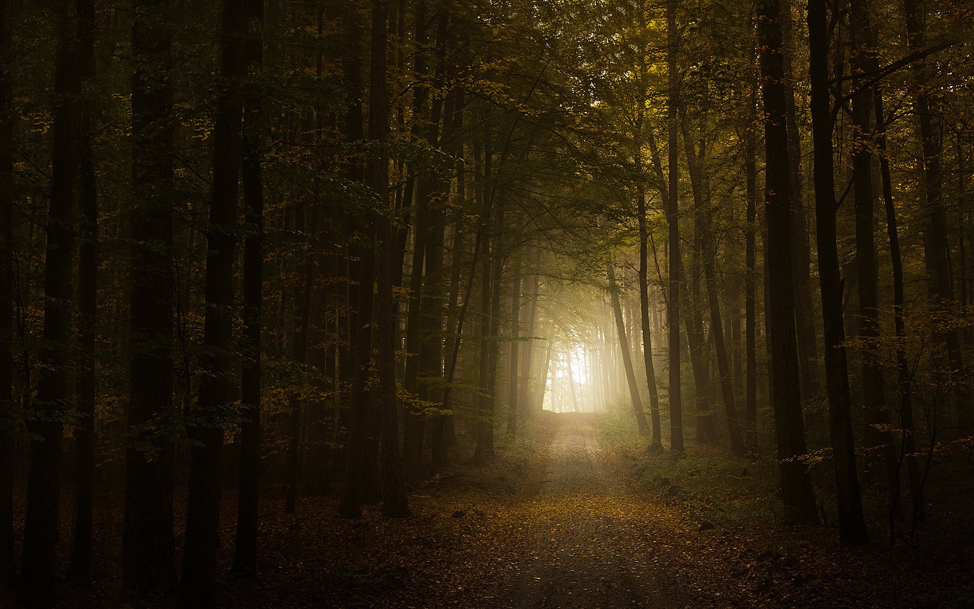 autunno foresta strada