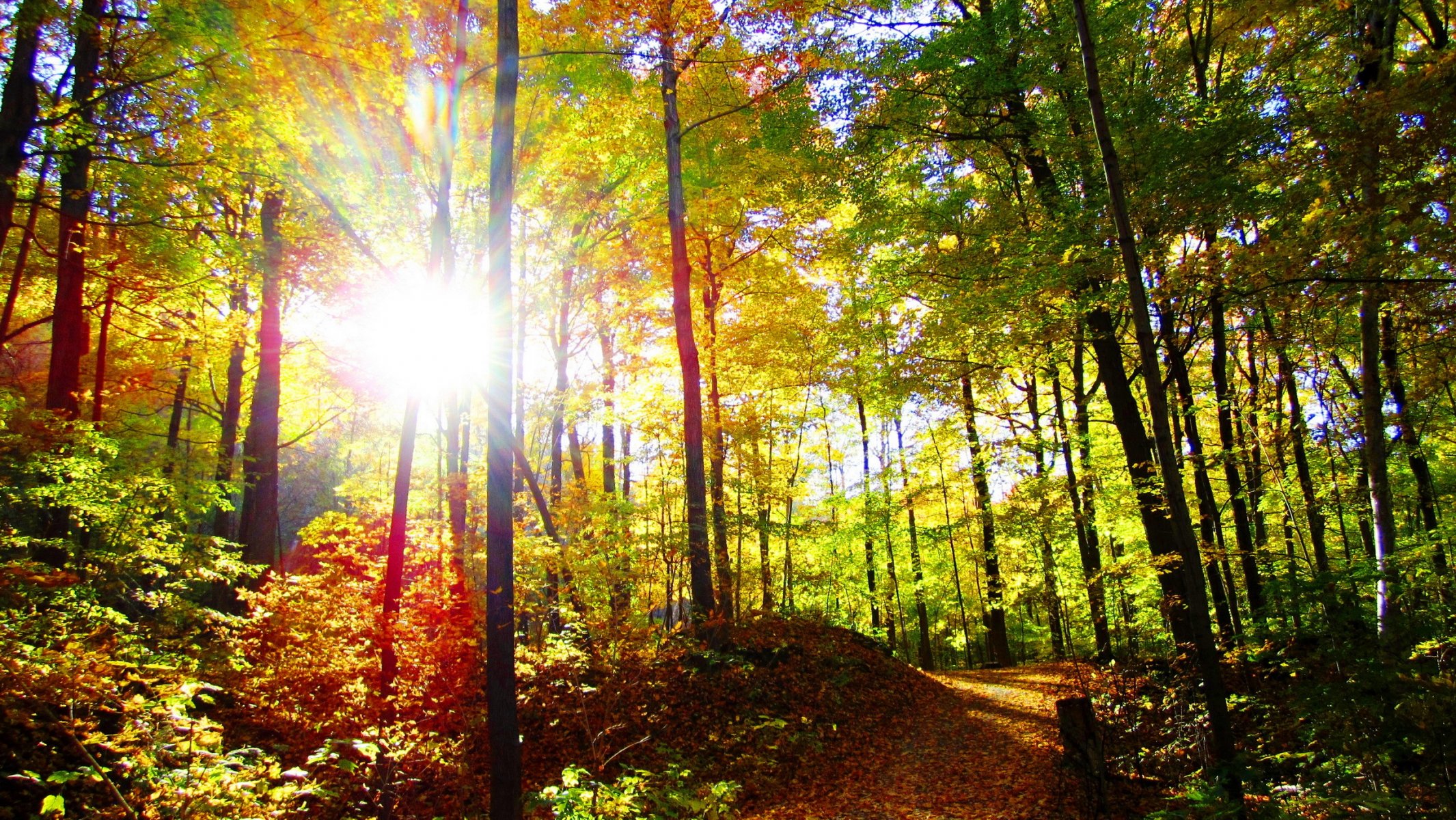 foresta autunno alberi sole sentiero raggi di luce natura foto