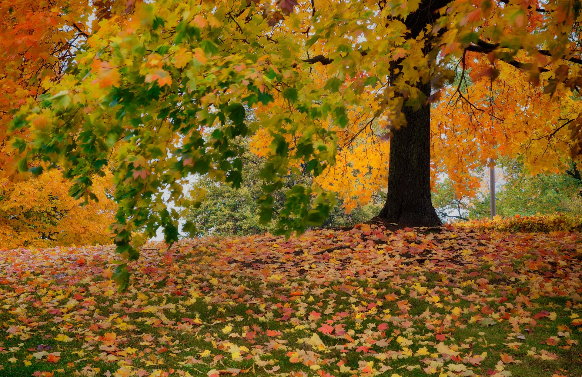 arbres feuillage automne