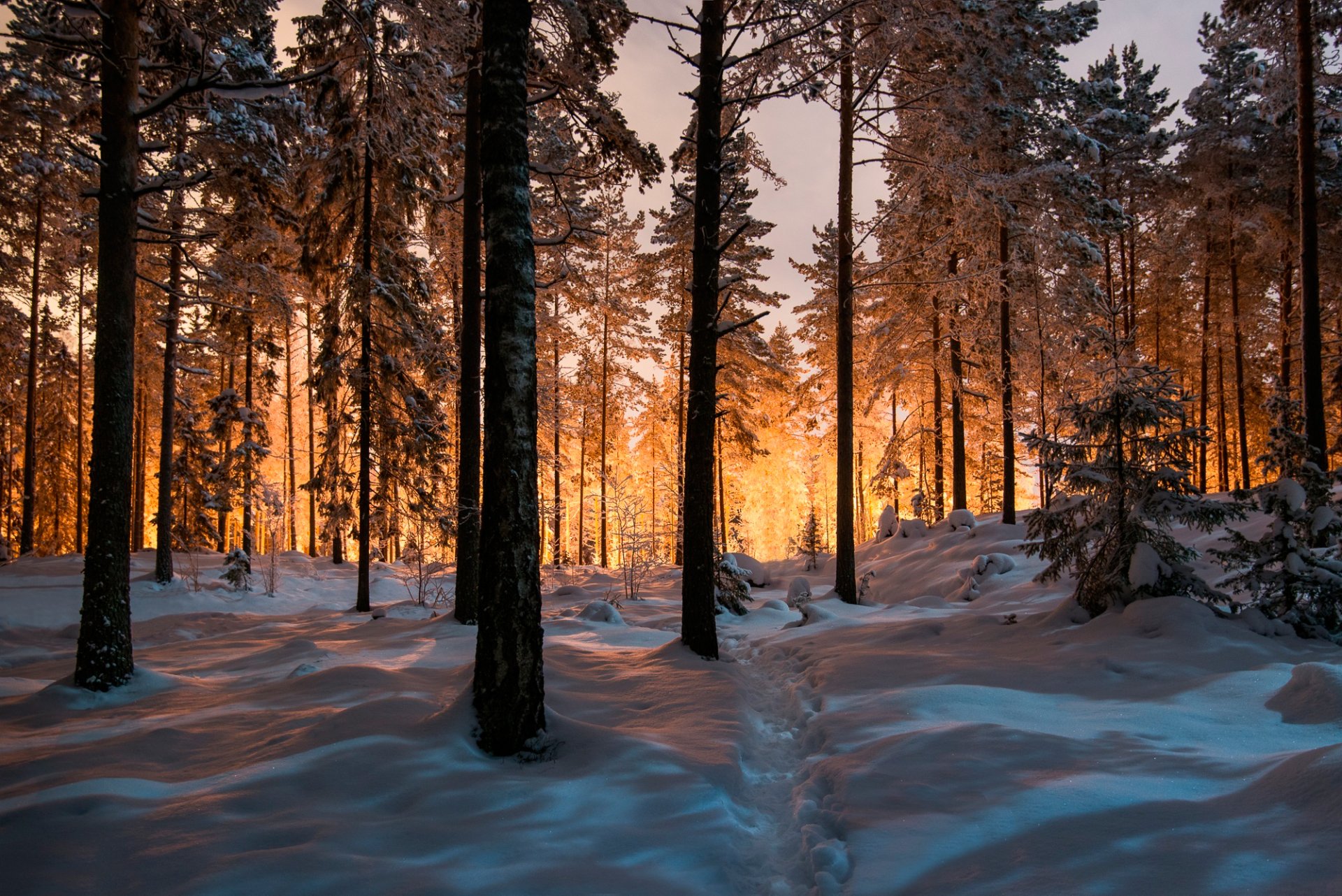 forêt hiver neige sentier