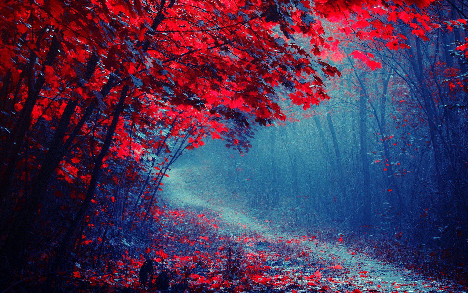 forest road tree autumn purple fog park path