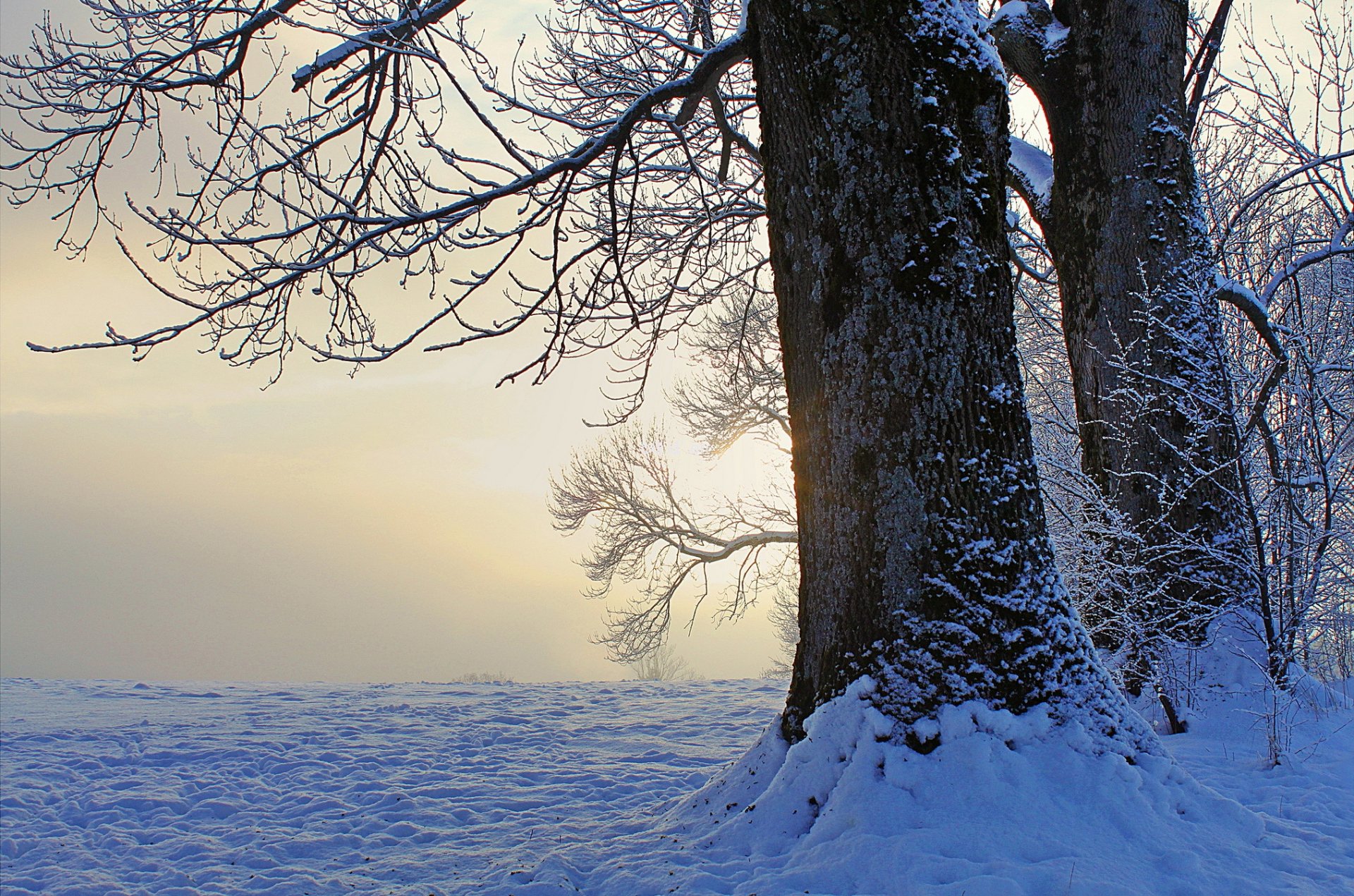 hiver neige arbres soir coucher de soleil