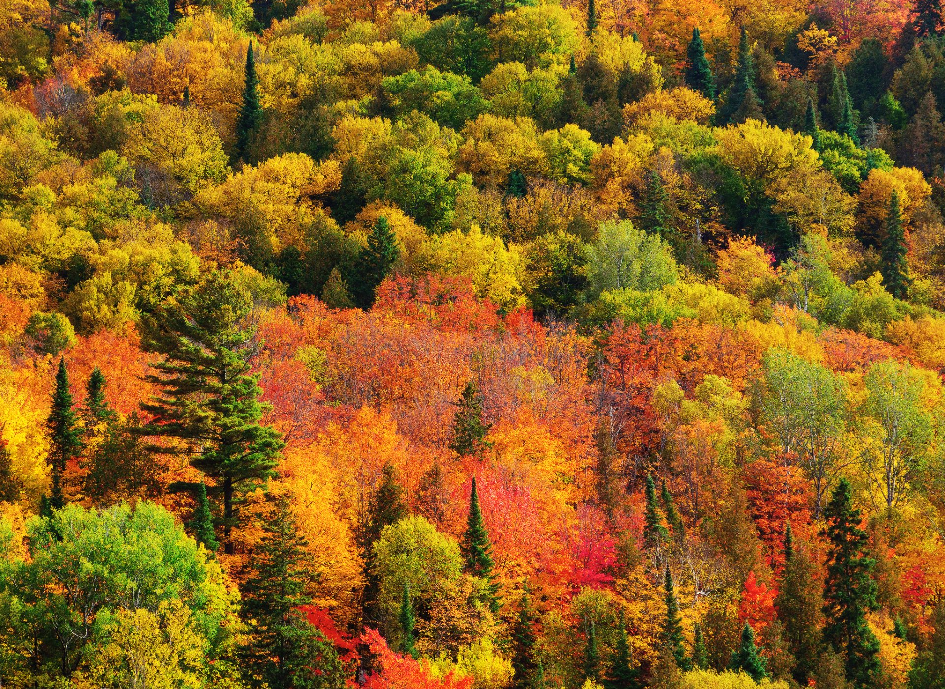 nature canada ontario forêt peinture automne