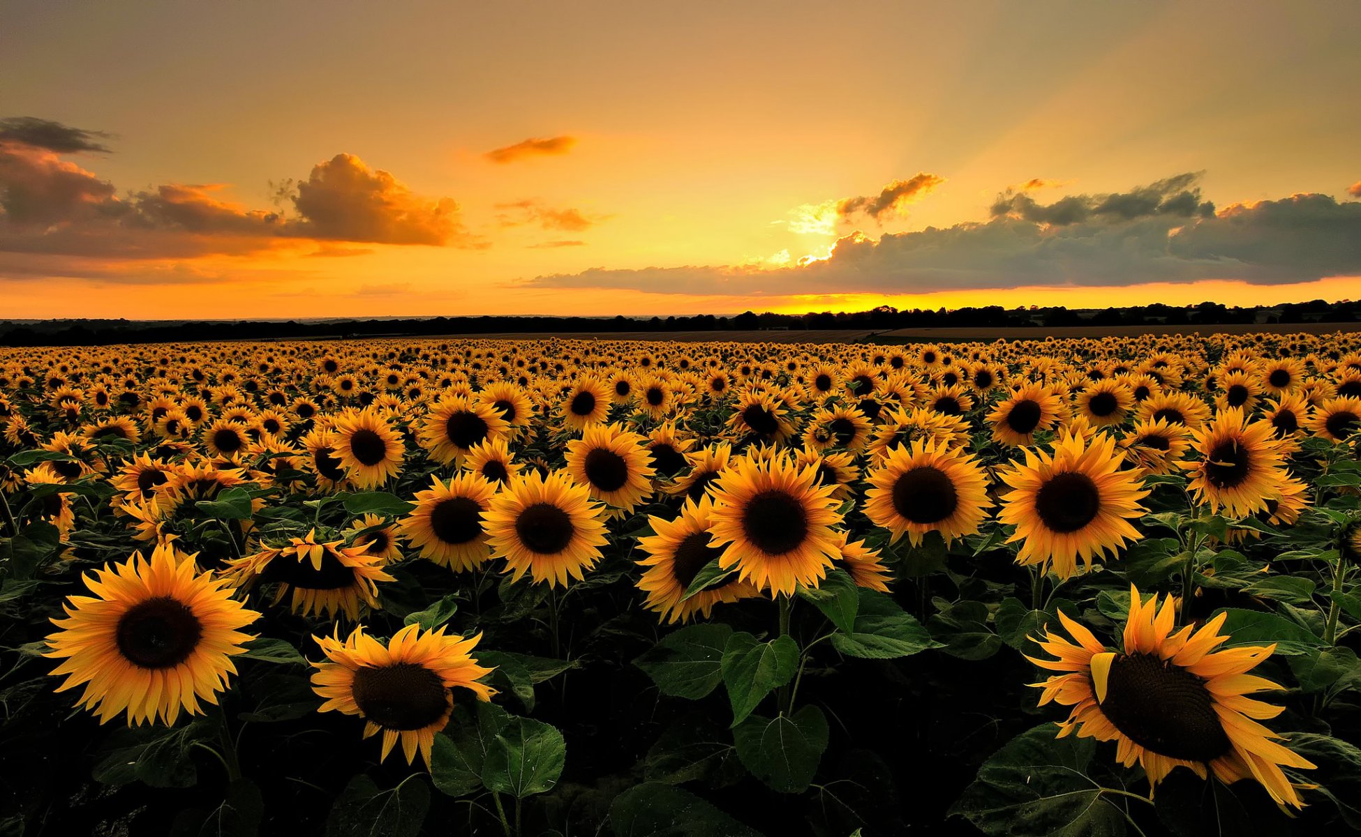 sonnenblumen blumen feld sommer wolken sonnenuntergang abend natur