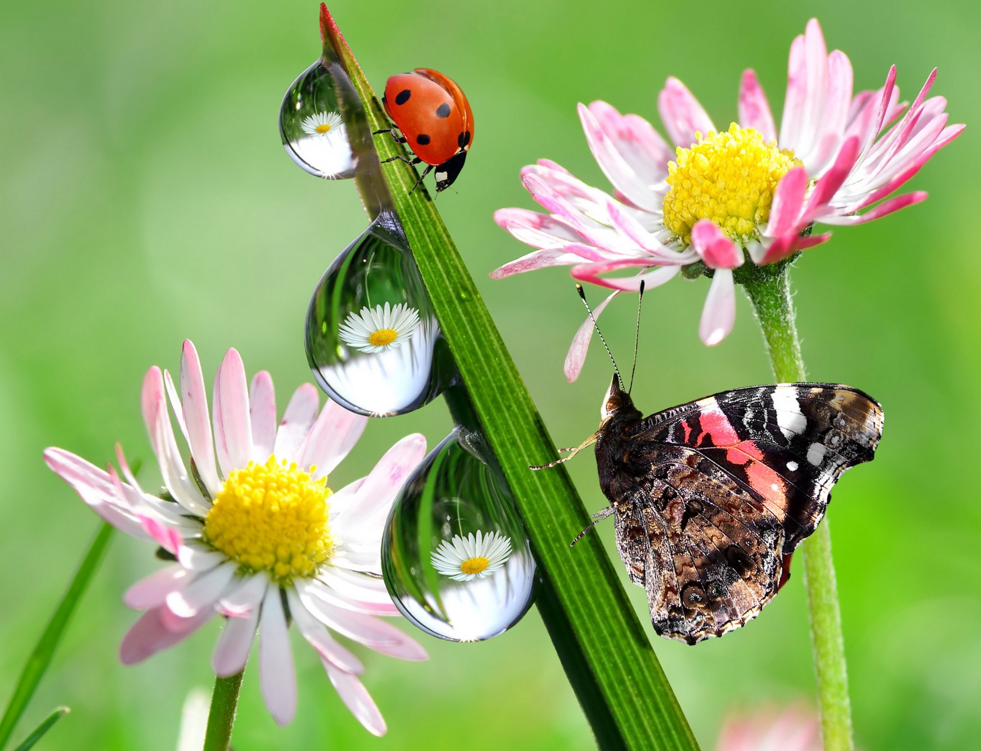 natura biedronka motyl kwiatki krople odbicie