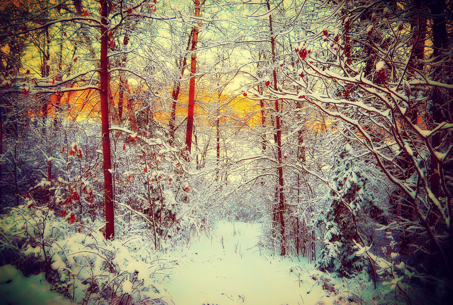 invierno nieve árboles bosque