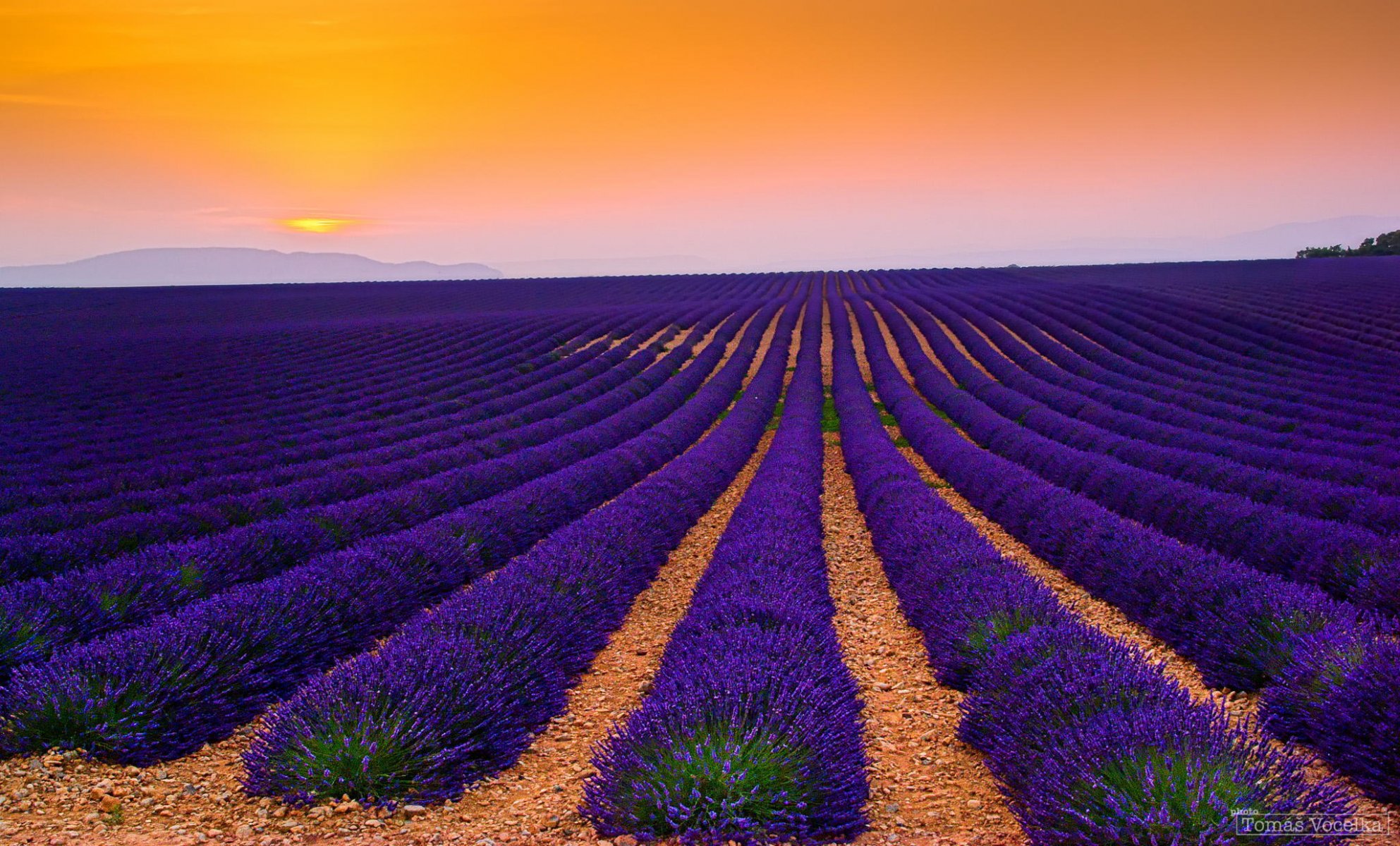 france plantation lavender the field