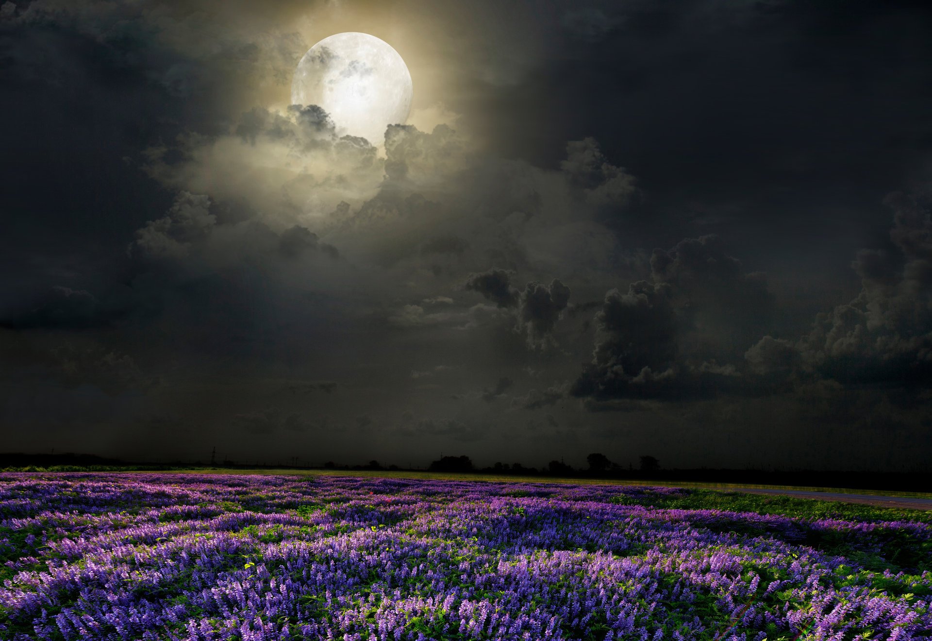 noche luna campo flores lavanda