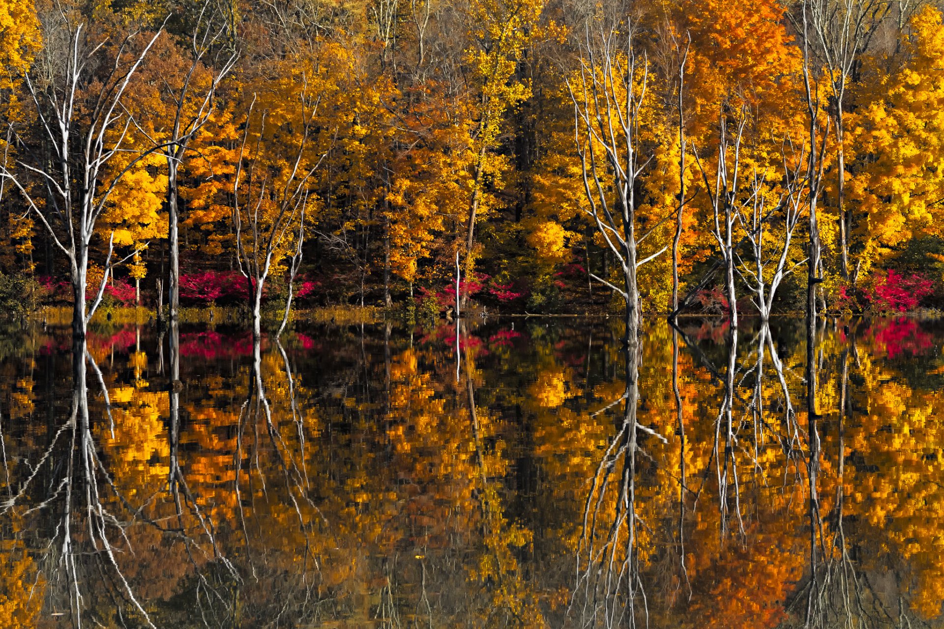 automne arbres lac réflexion