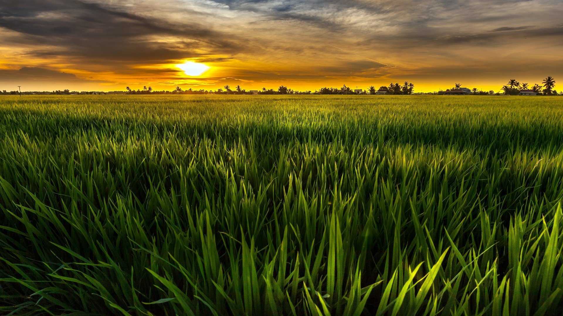 natura paesaggio verde sole campo verde cielo nuvole sfondo carta da parati widescreen schermo intero widescreen