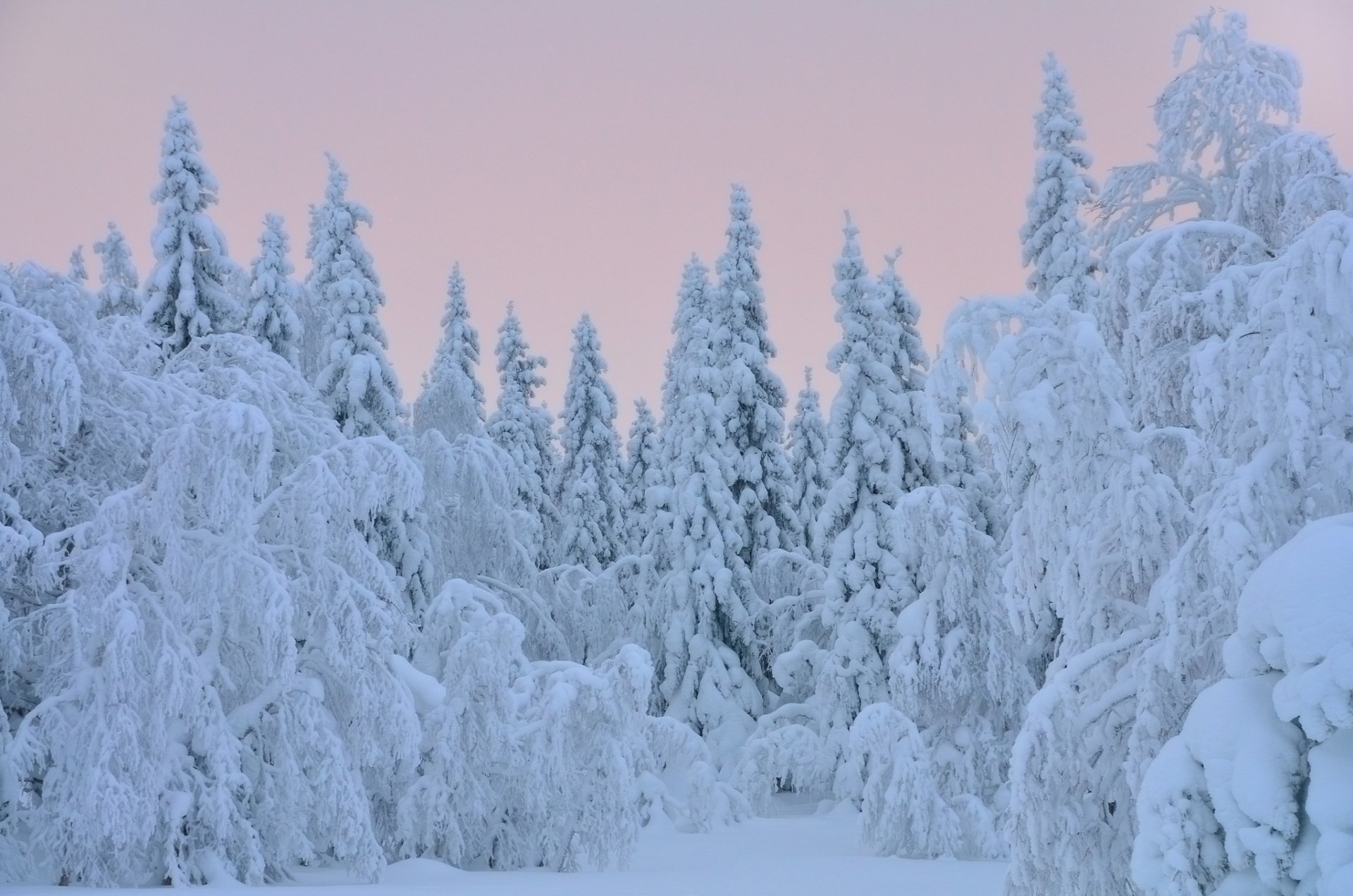 arbres arbres de noël neige hiver