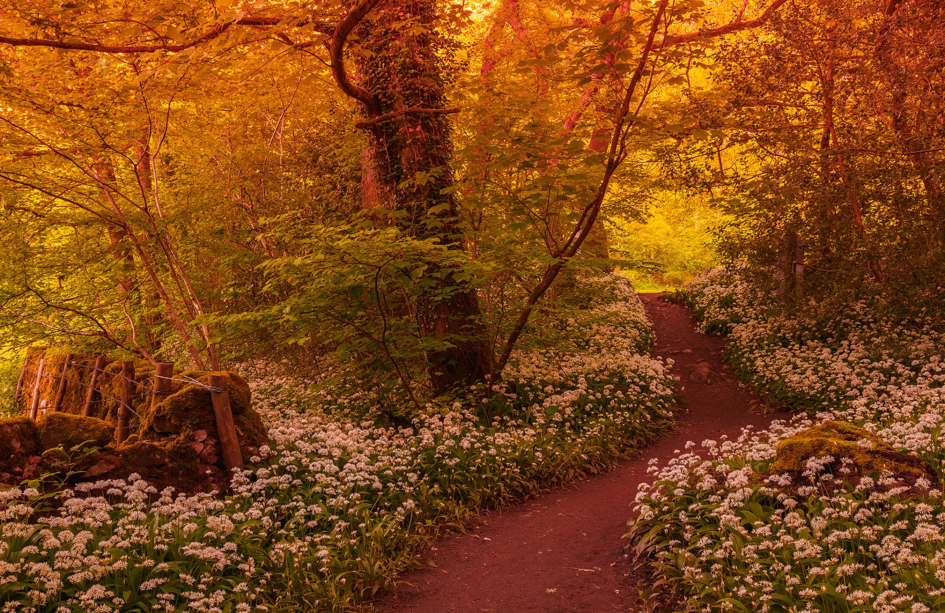 bosque sendero árboles flores