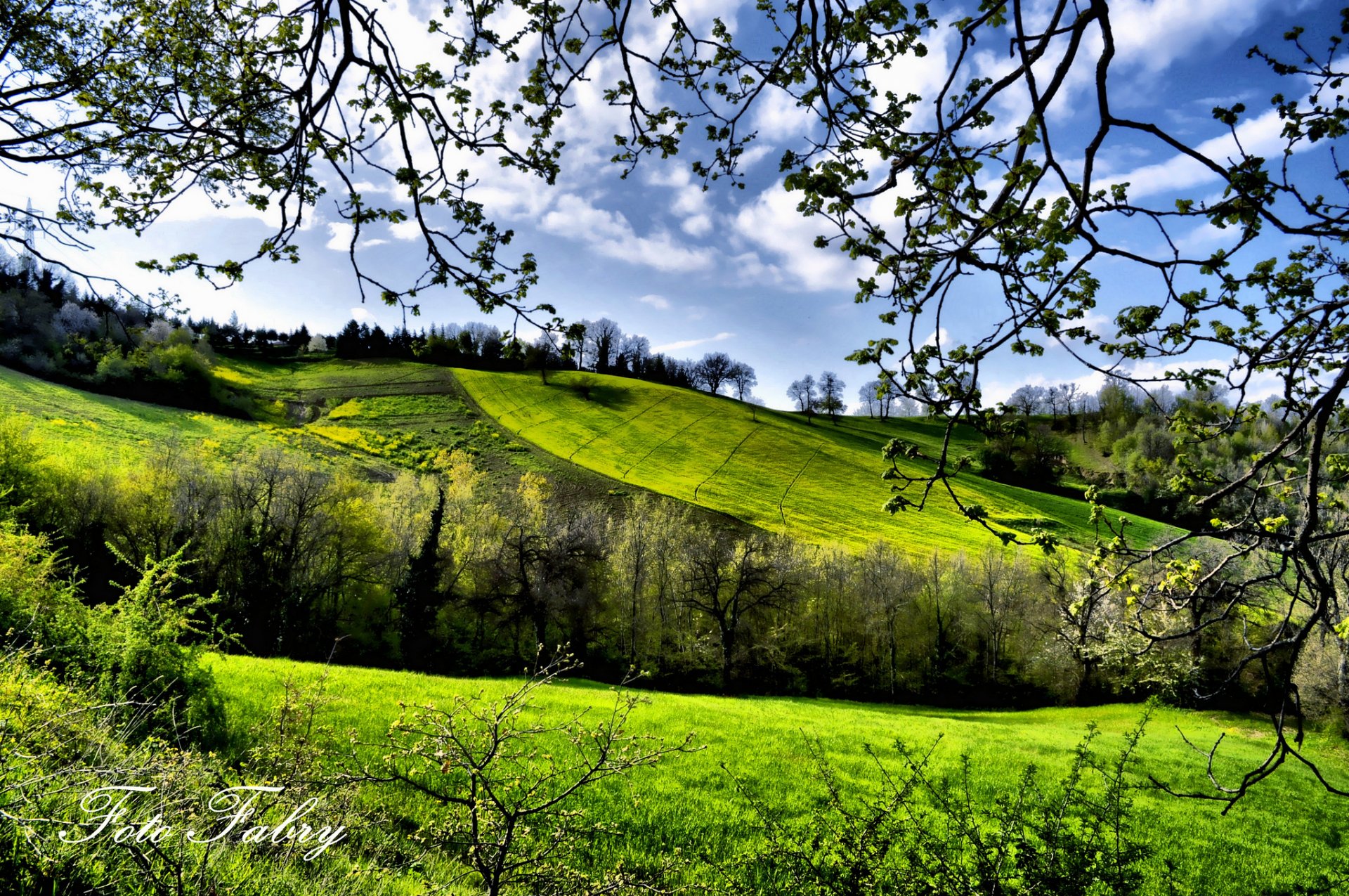 primavera campi alberi verde