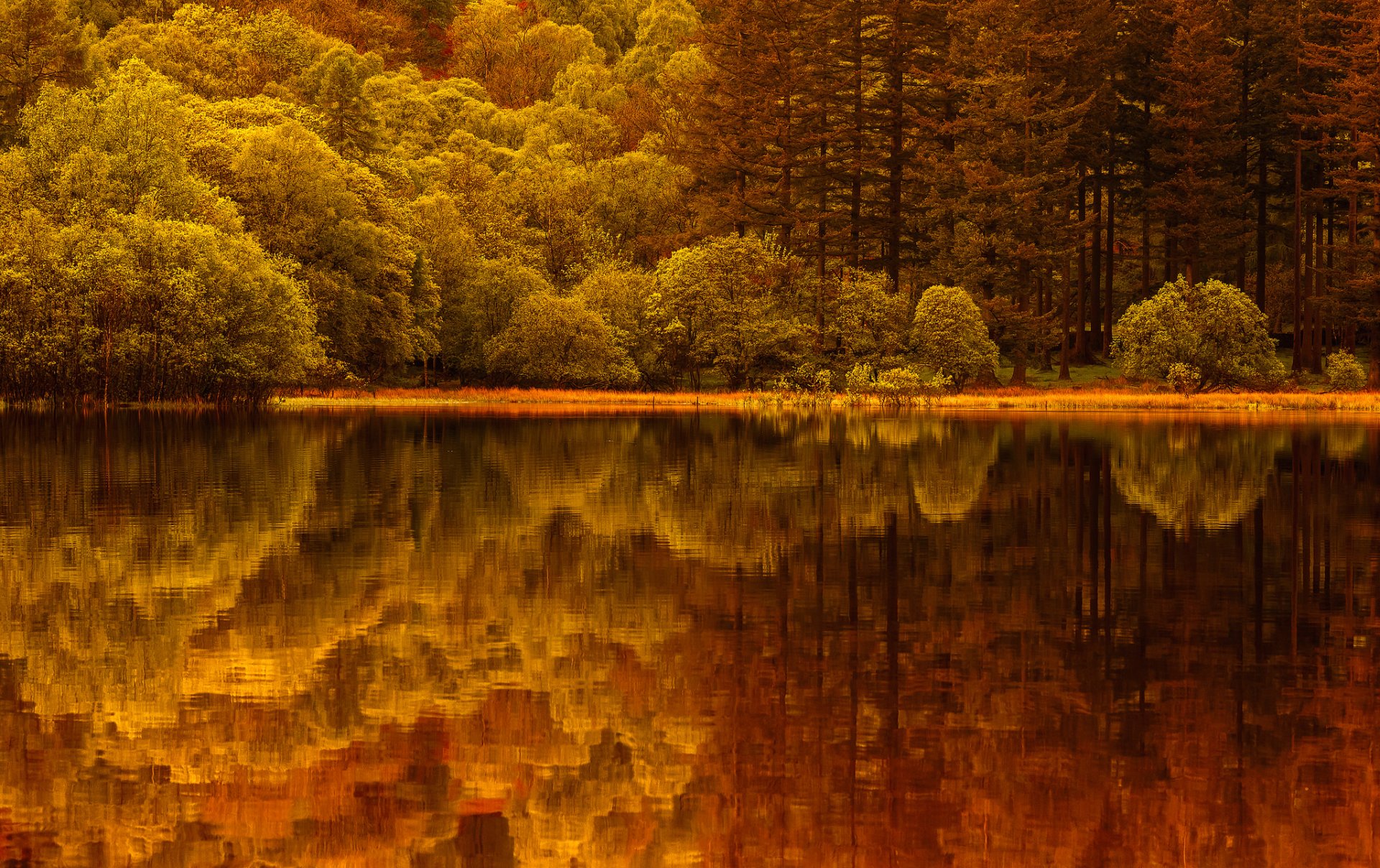 lago foresta riflessione