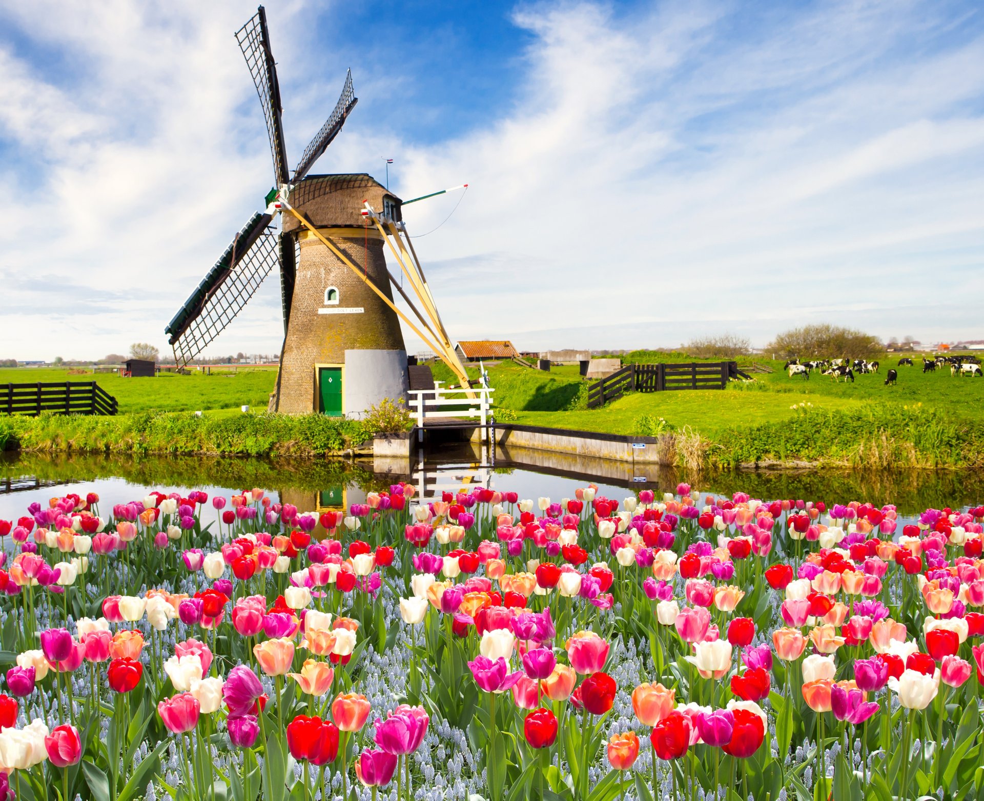 fiori tulipani paesaggio natura cielo nuvole primavera campo