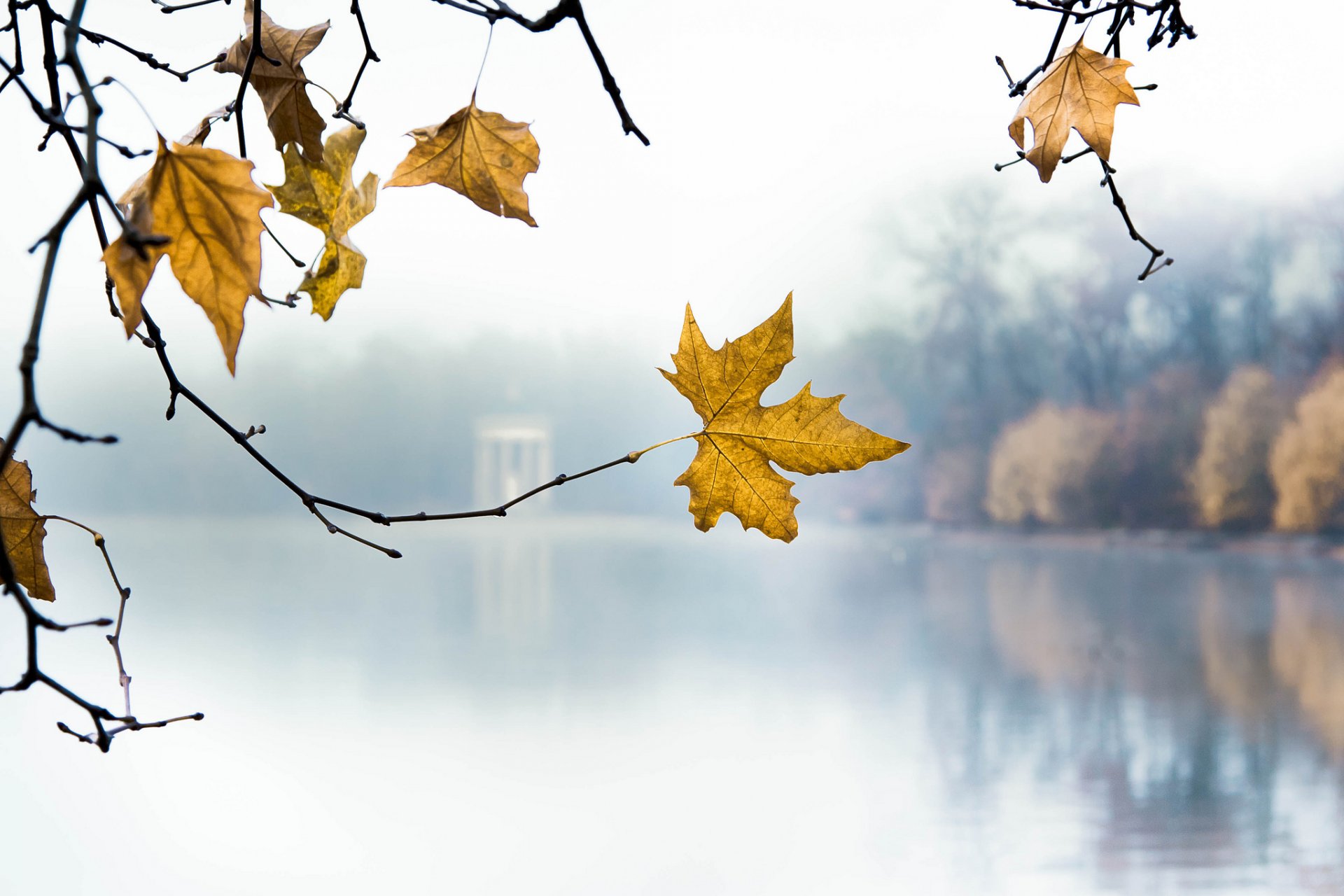 park jezioro poranek gałęzie liście jesień żółty