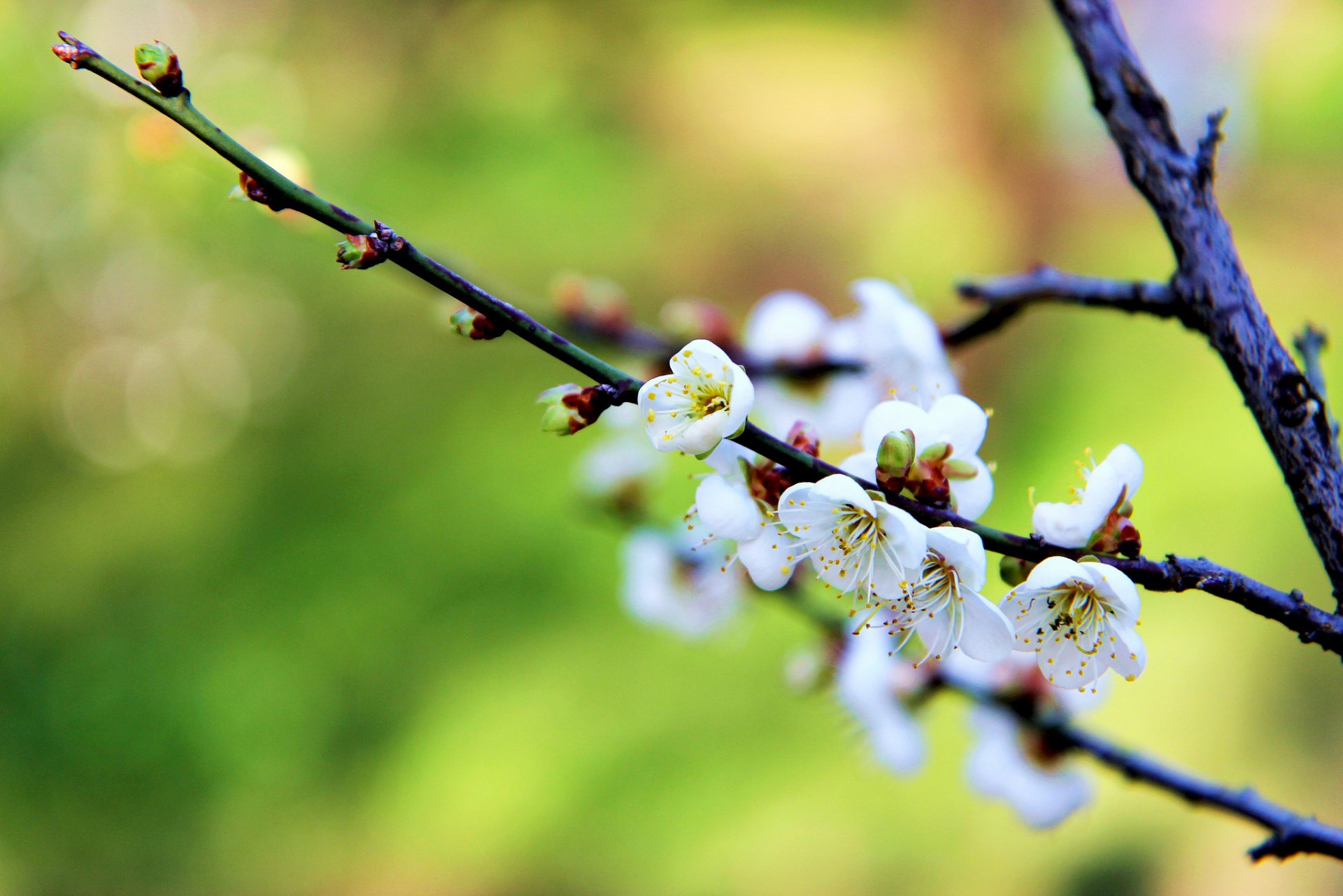 branch kidney flower white drain bloom spring