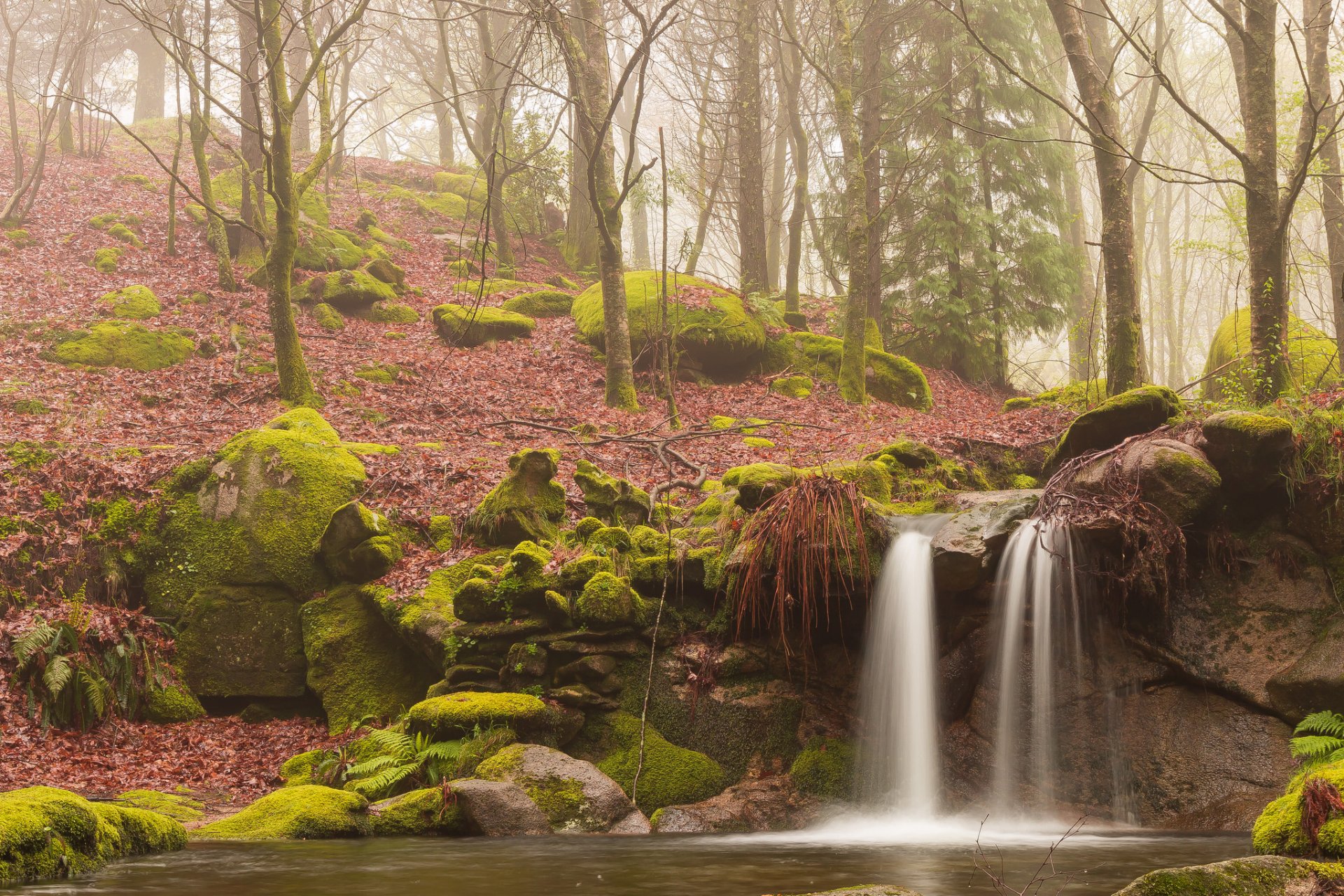 bosque niebla musgo corriente cascada