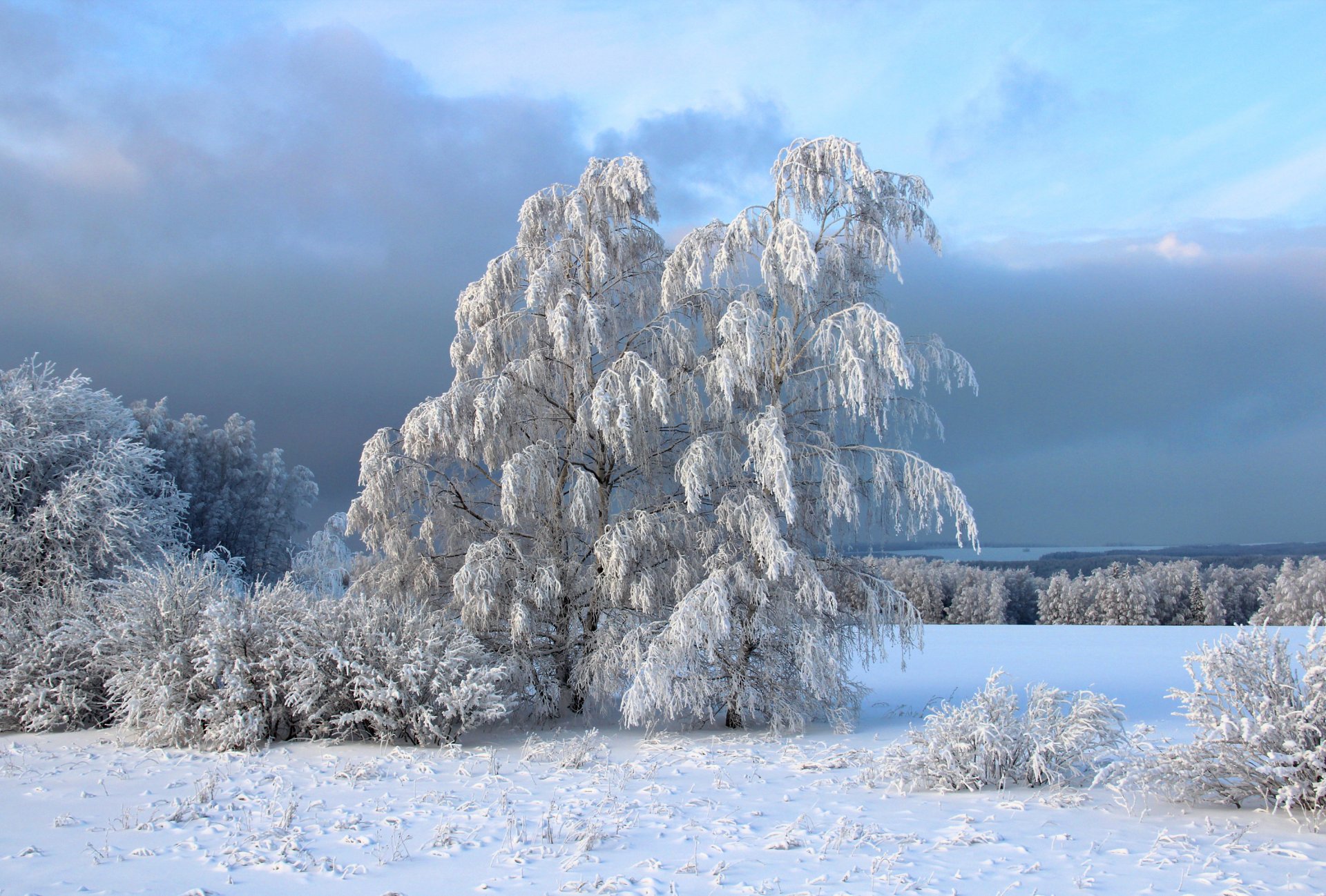 invierno nieve árboles arbustos escarcha