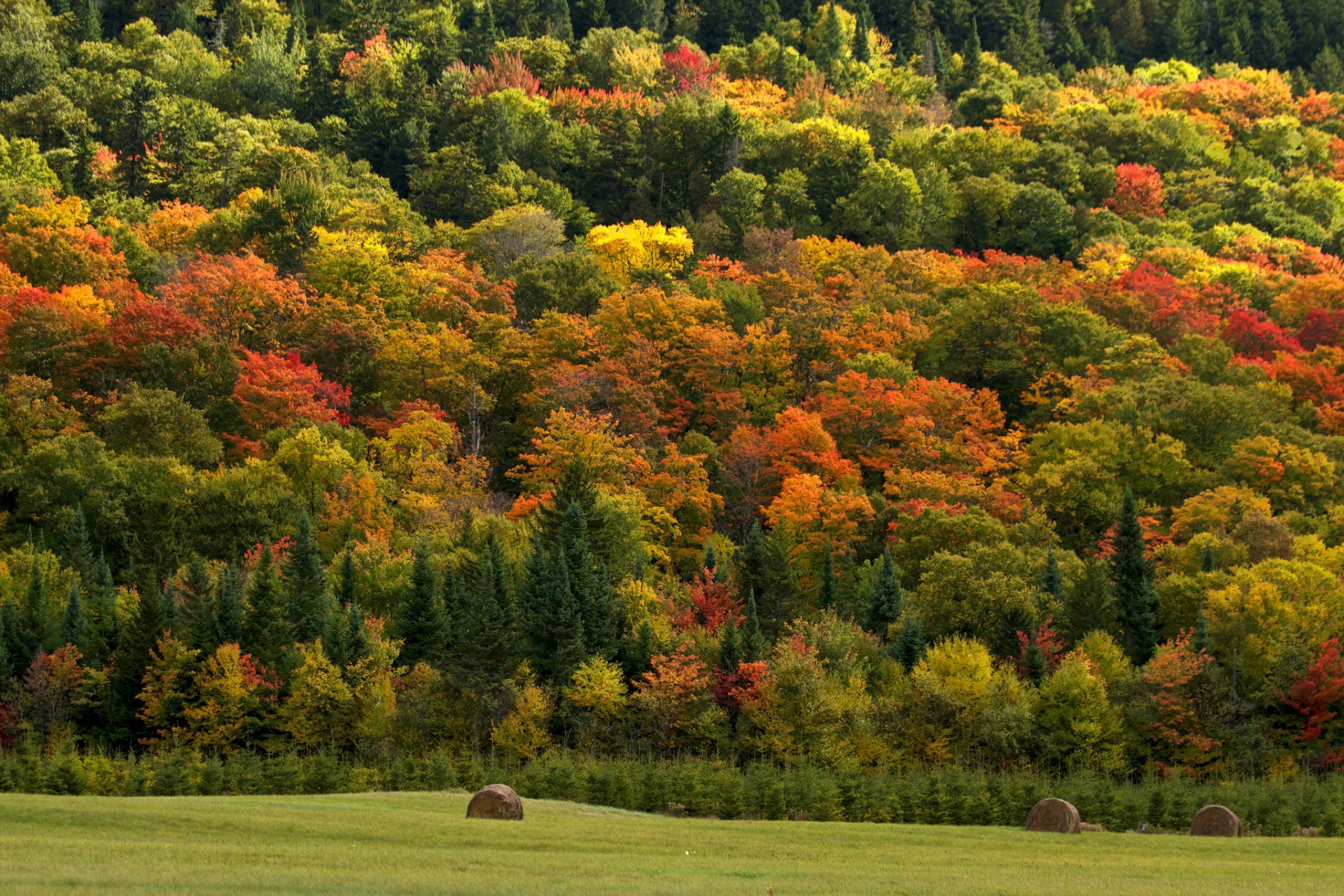 forêt arbres foin nature champ automne