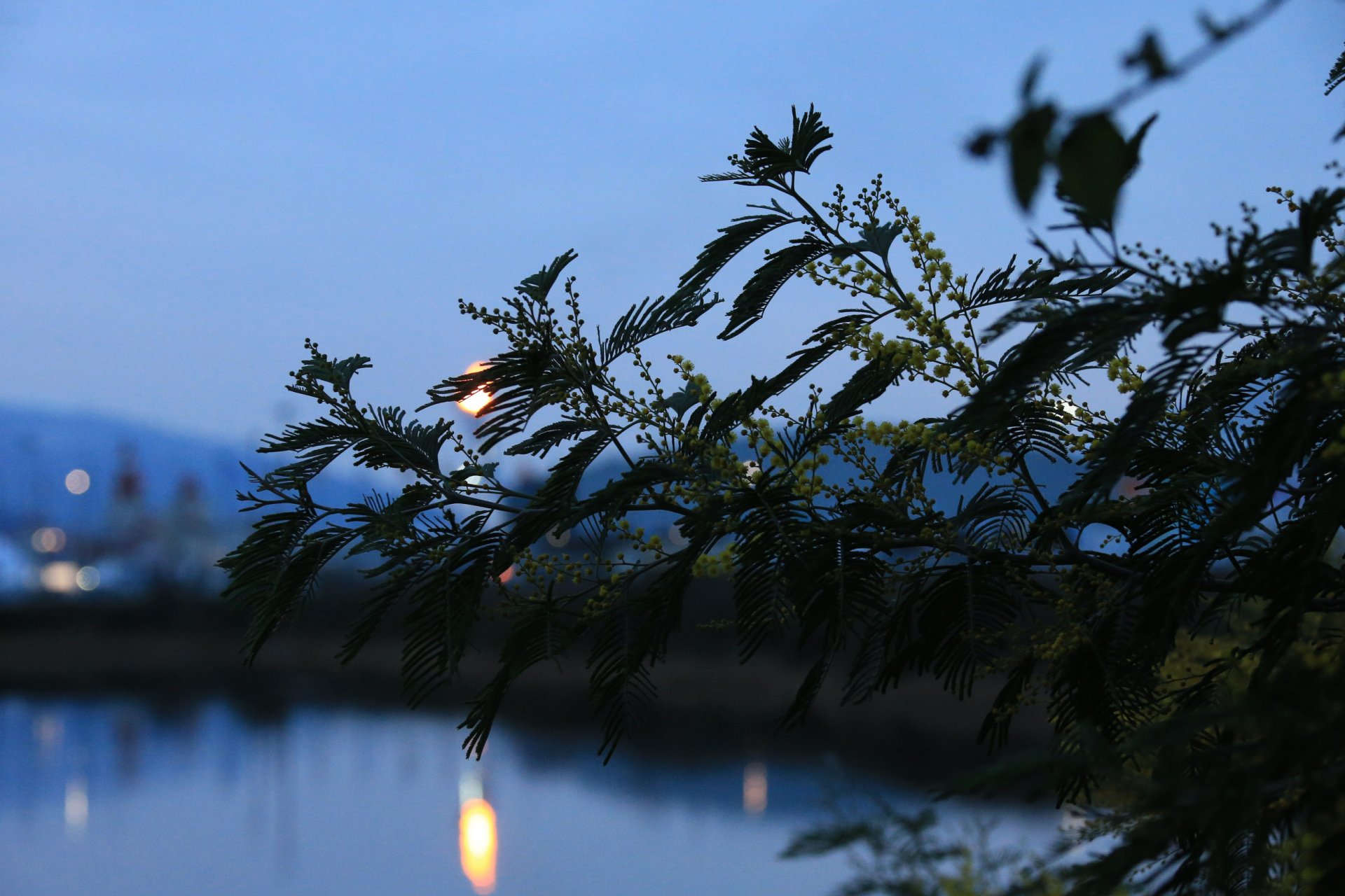 zweig blumen blätter bokeh sotschi