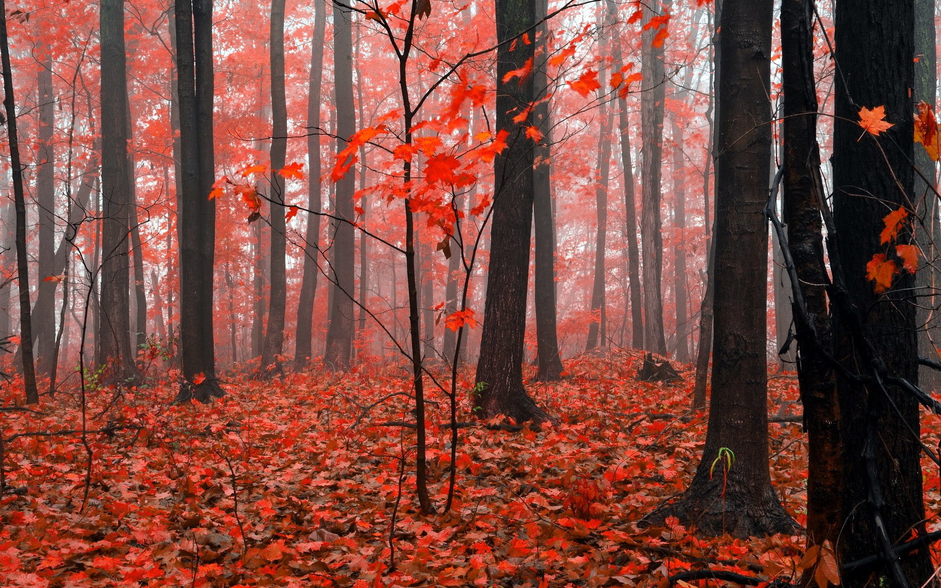 bosque otoño naturaleza