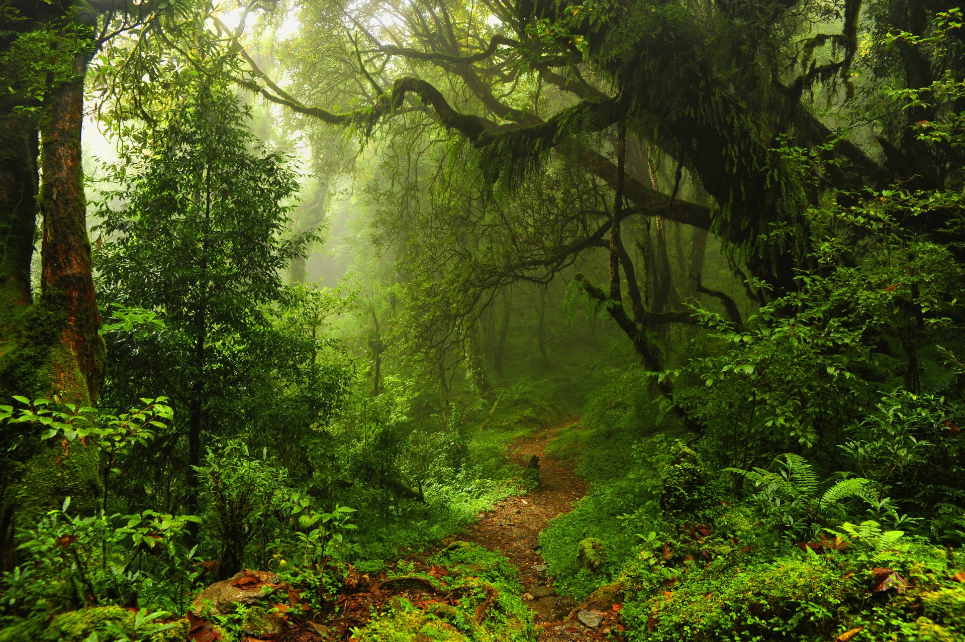 forêt fourrés fourré jungle arbres feuilles sentier