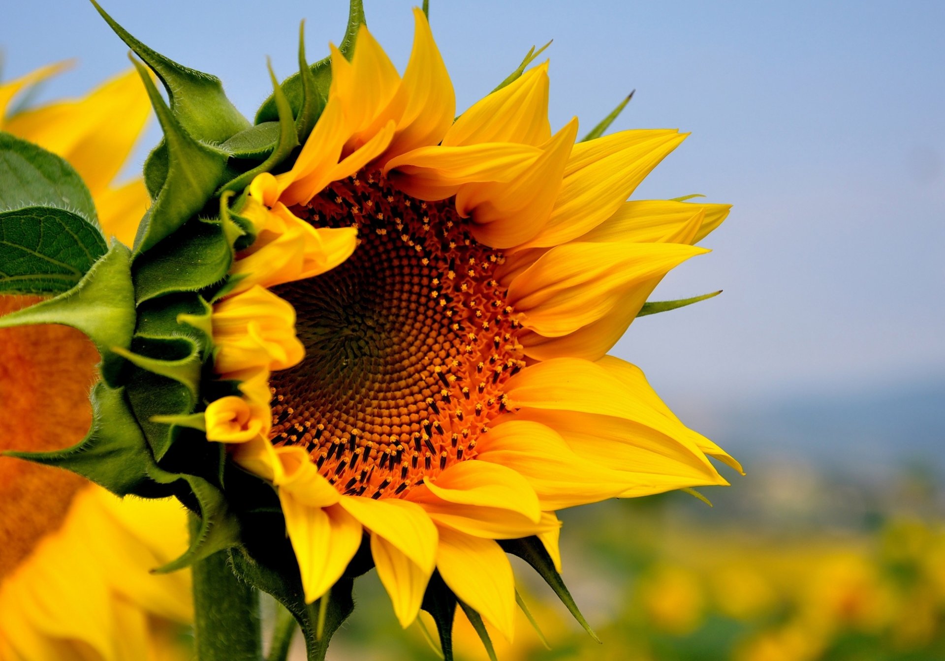 unflower flower yellow the field summer nature