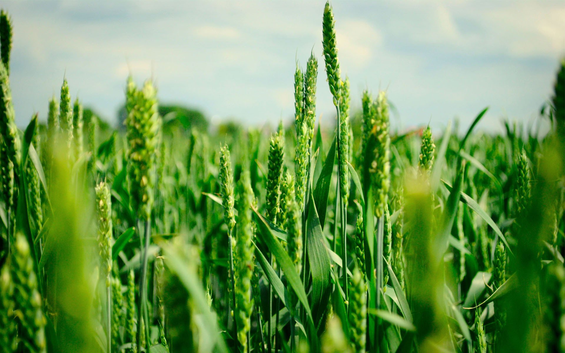 feld sommer weizen ähren grün