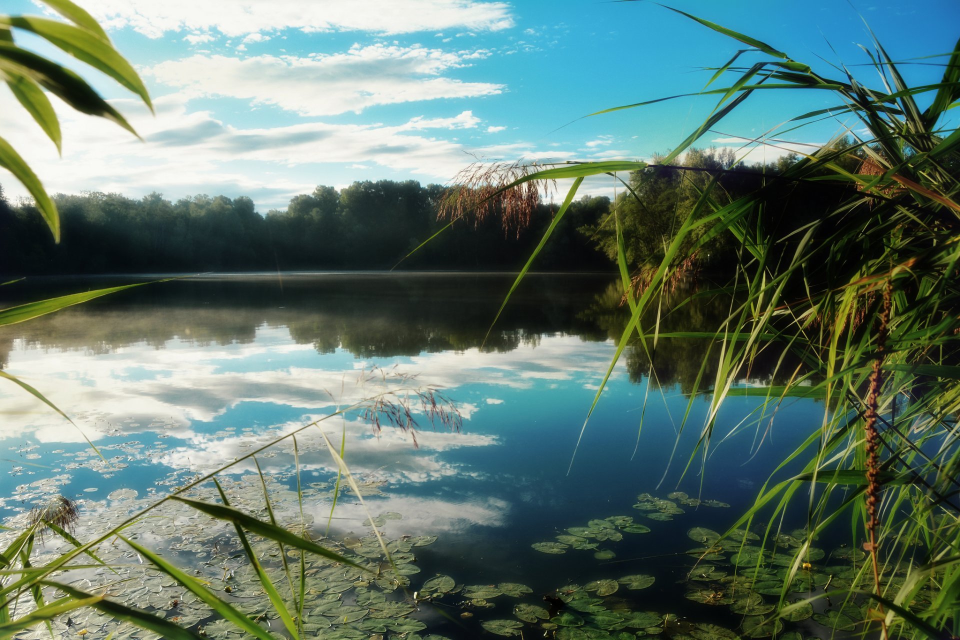 bosque lago cañas reflexión