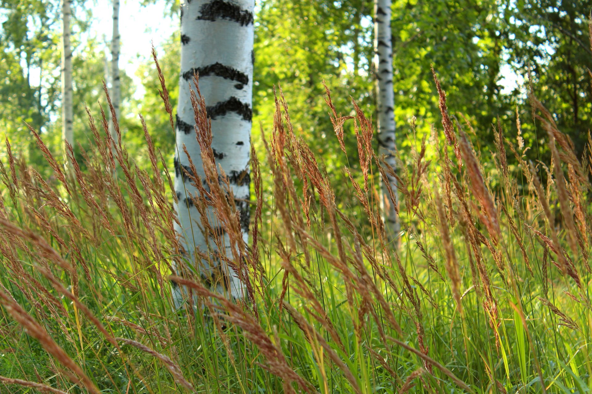 wald bäume birken gras unschärfe