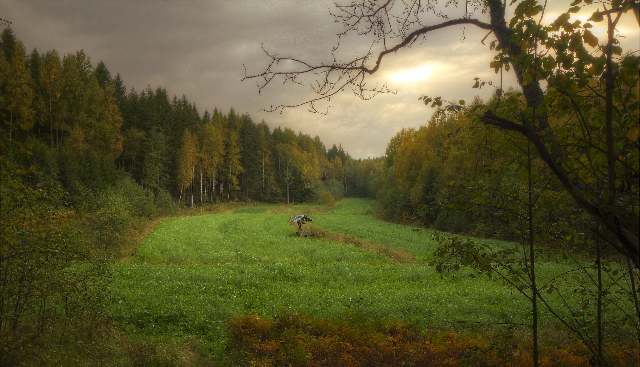 wald durchlauf herbst wolken