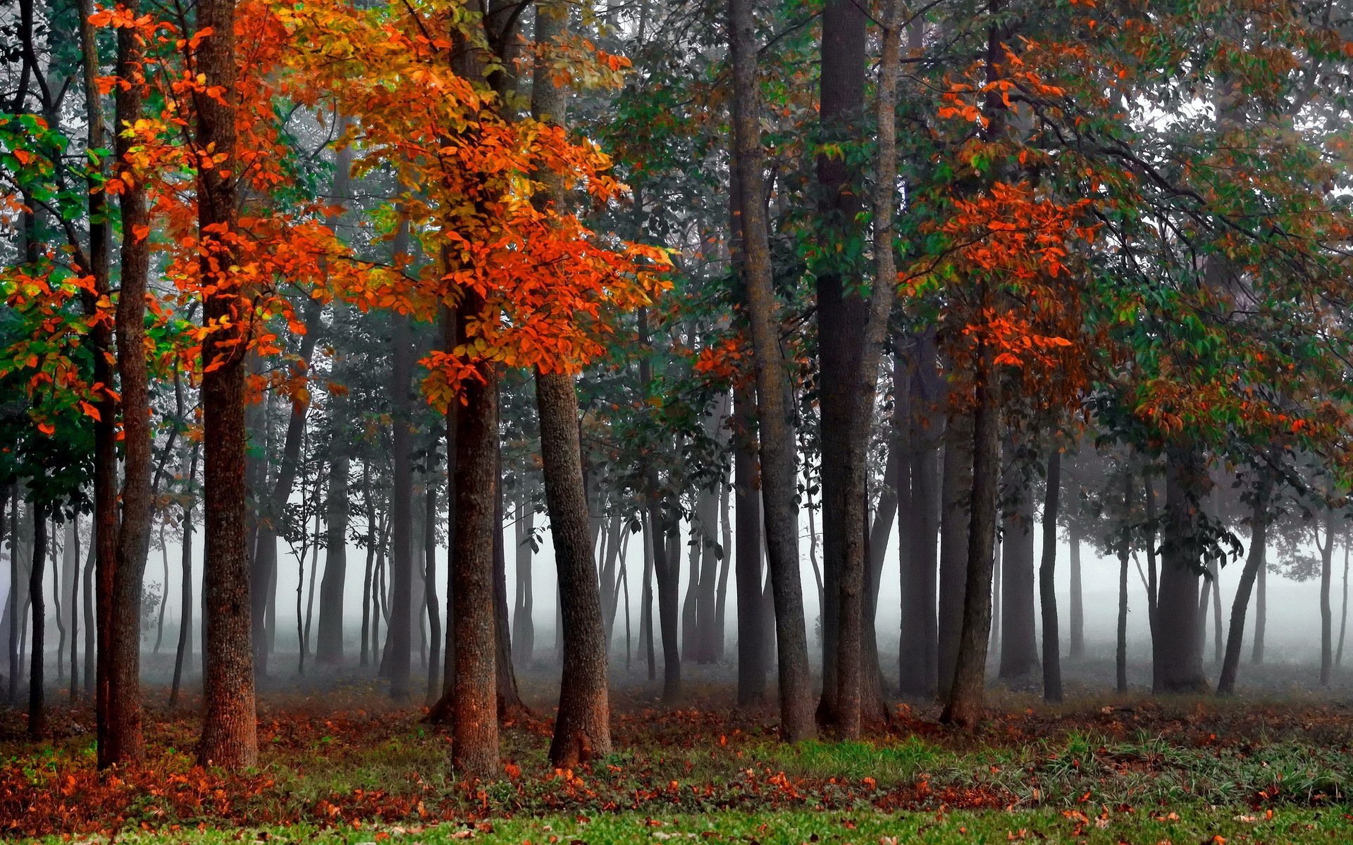 herbst wald nebel