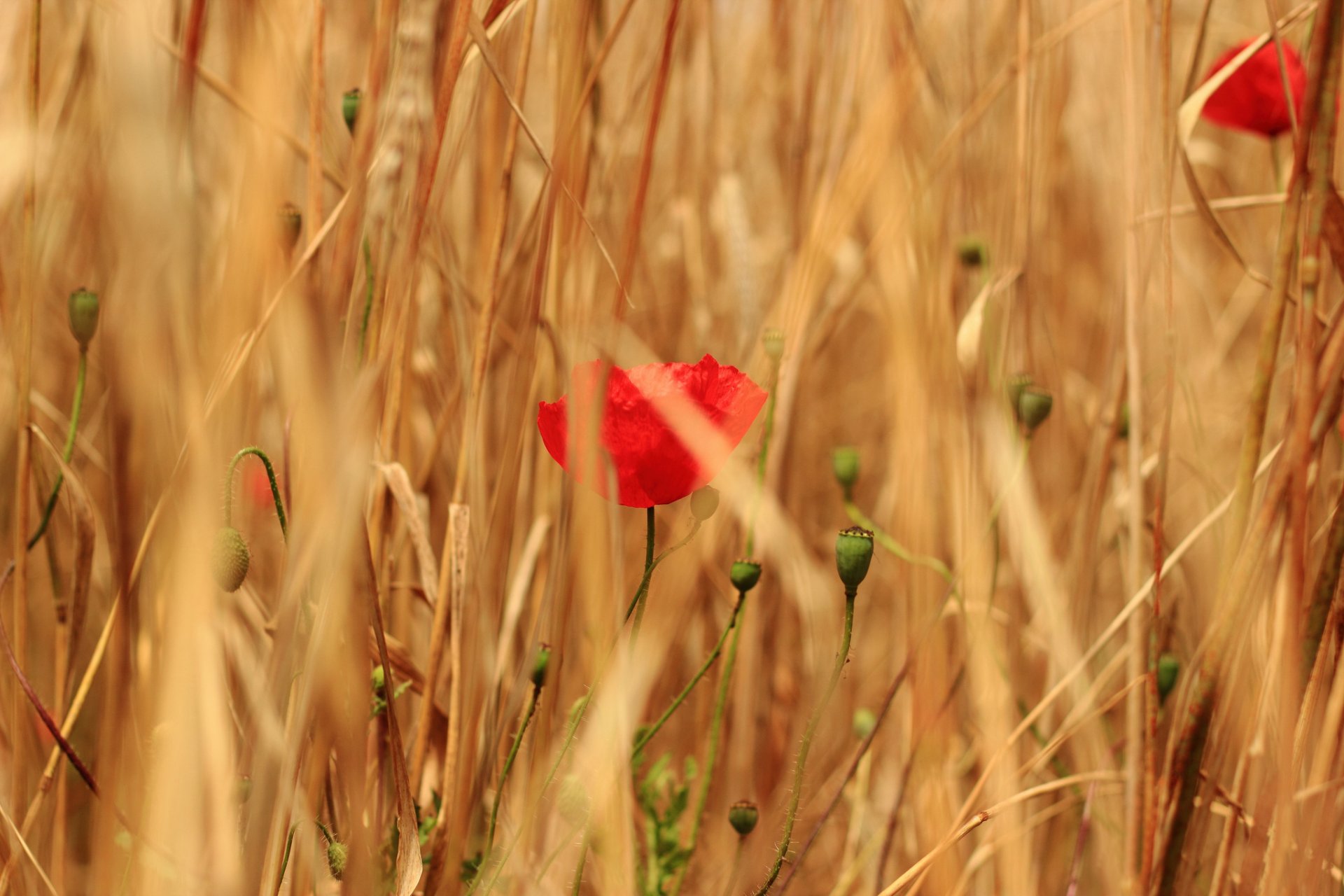 the field grass cereals flower poppies red